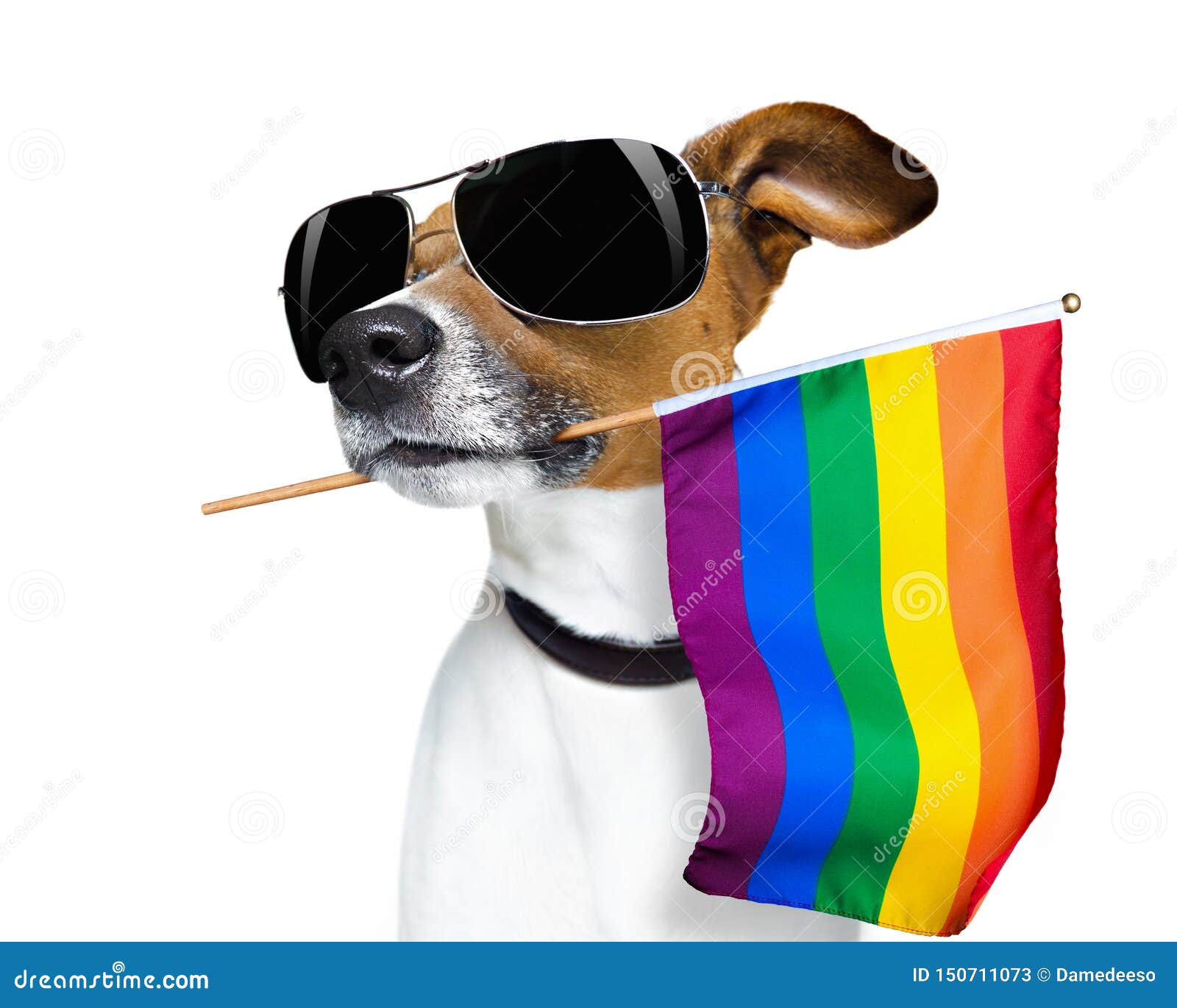 Gay pride dog stock image. Image of flag, funny, lgbtq 150711073
