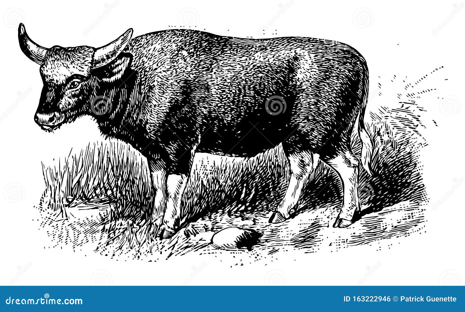 Gayal Stock Illustrations – 6 Gayal Stock Illustrations, Vectors & Clipart - Dreamstime Gayal Stock Illustrations – 6 Gayal Stock Illustrations, Vectors & Clipart - Dreamstime