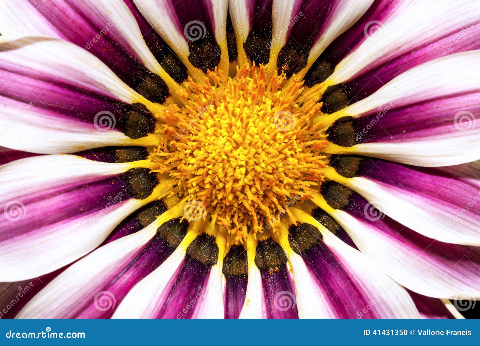 Gazania flower stock photo. Image of details, petals 41431350