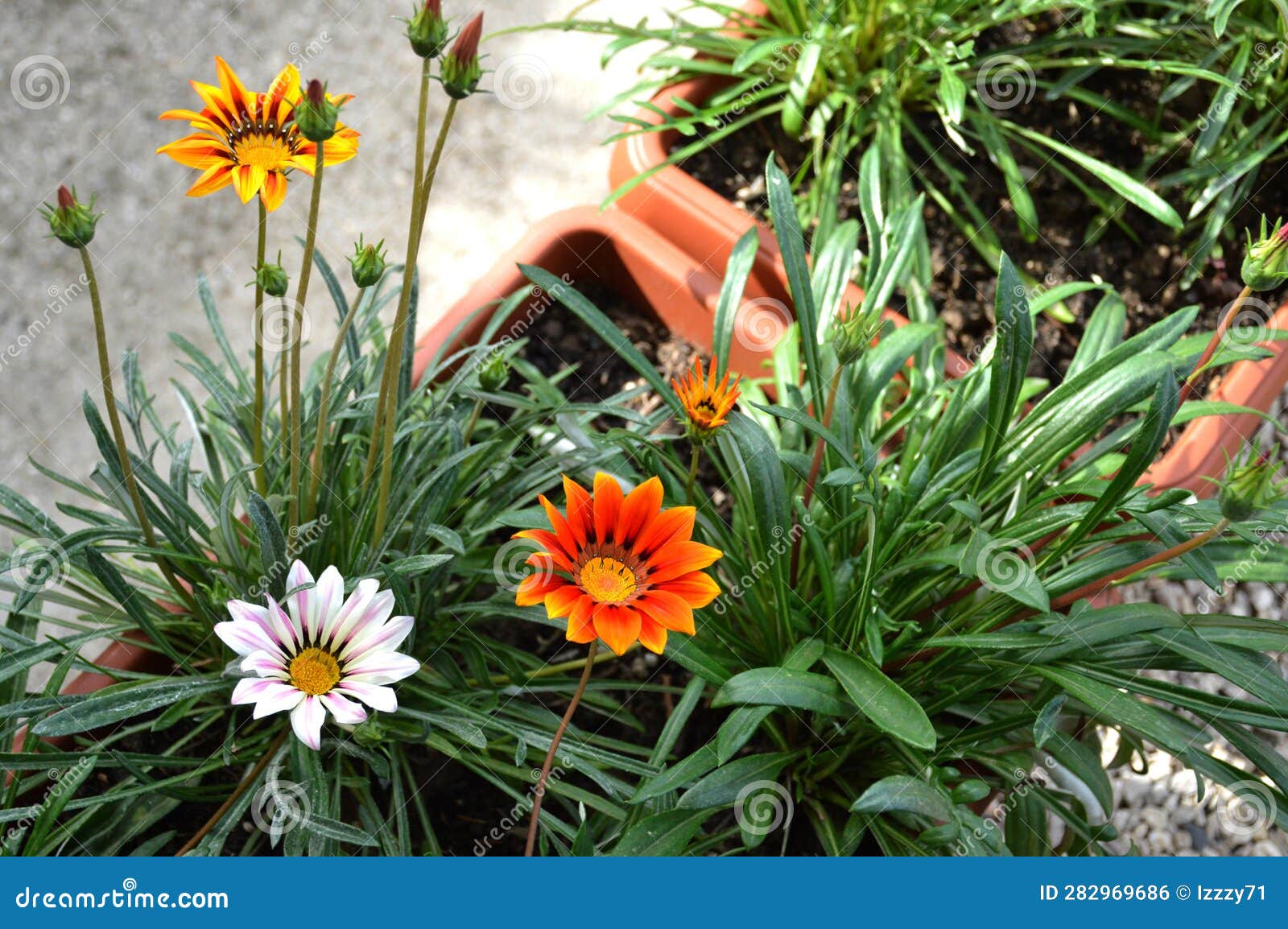 Gazania Flowers Growing in Flower Pot Stock Photo Image of grow