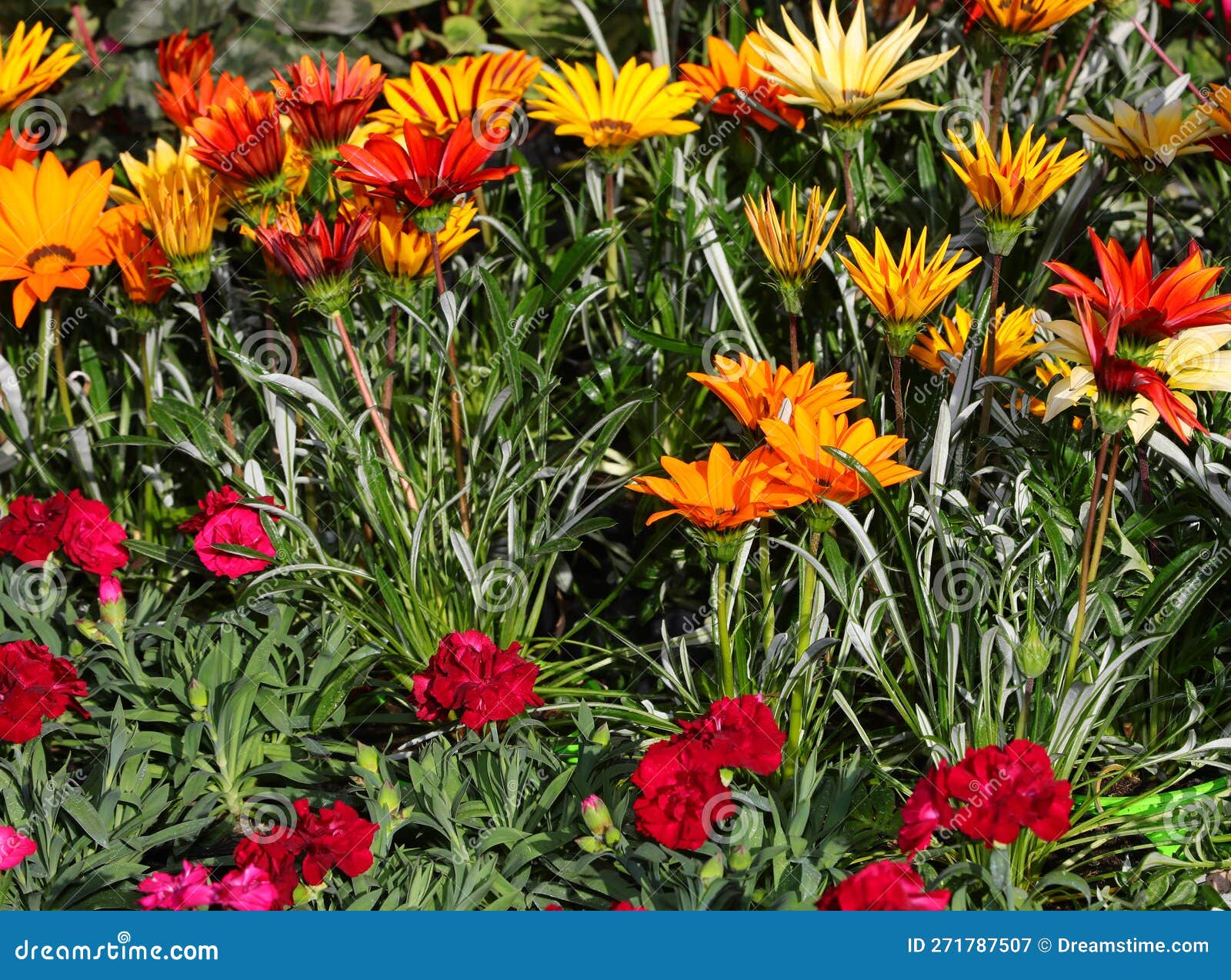 gazania flowers and more plants for sale at market