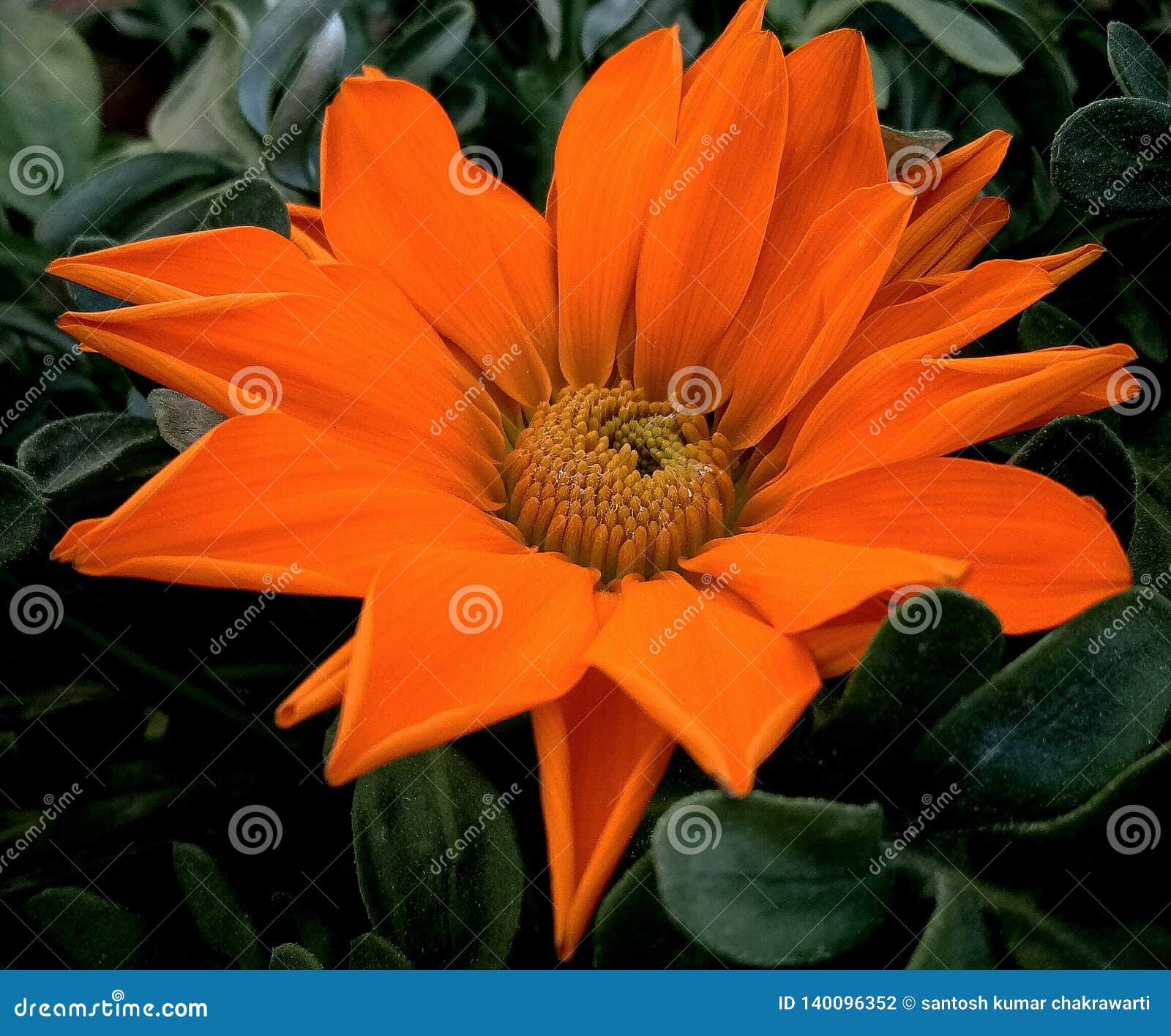 33 Guldaudi Flowers Photos Free Royalty Free Stock Photos From Dreamstime