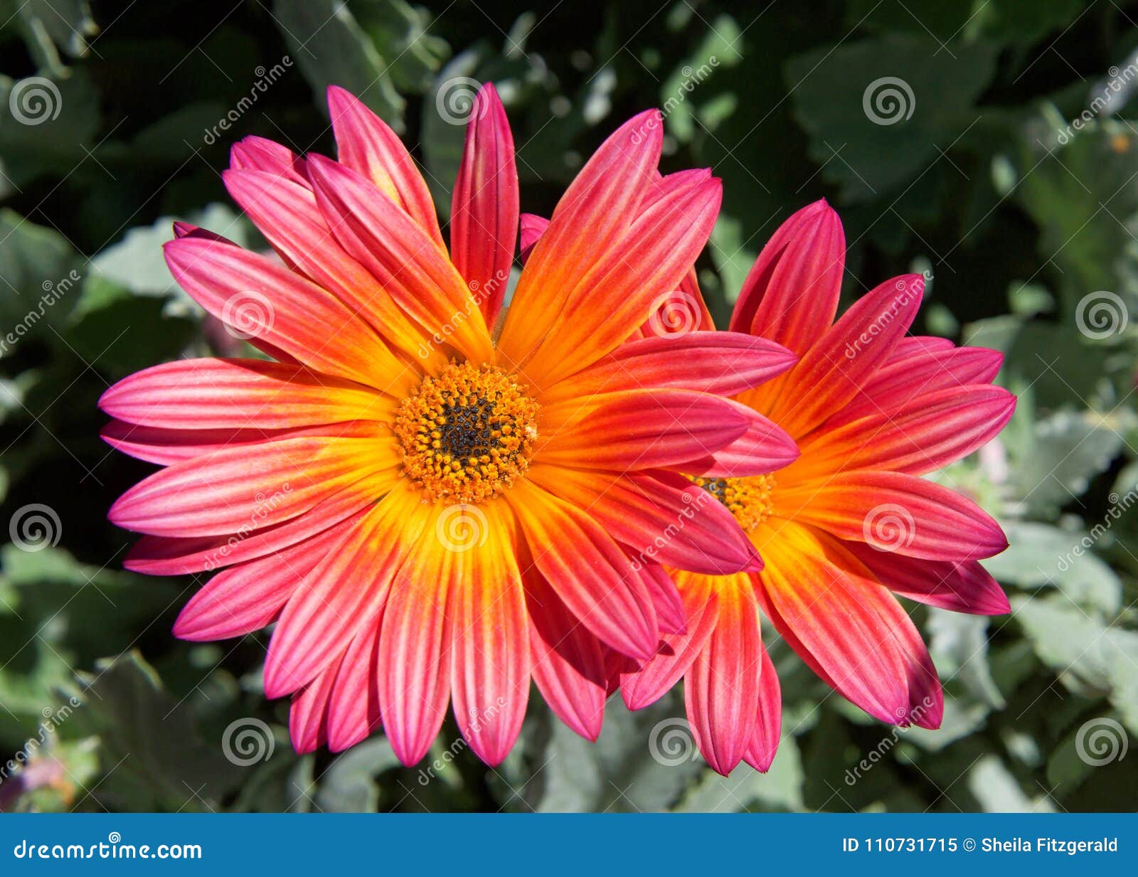 Gazania Rigen Daisy Like Flowers In Bright Light Stock Image Image Of Beauty Fresh 110731715