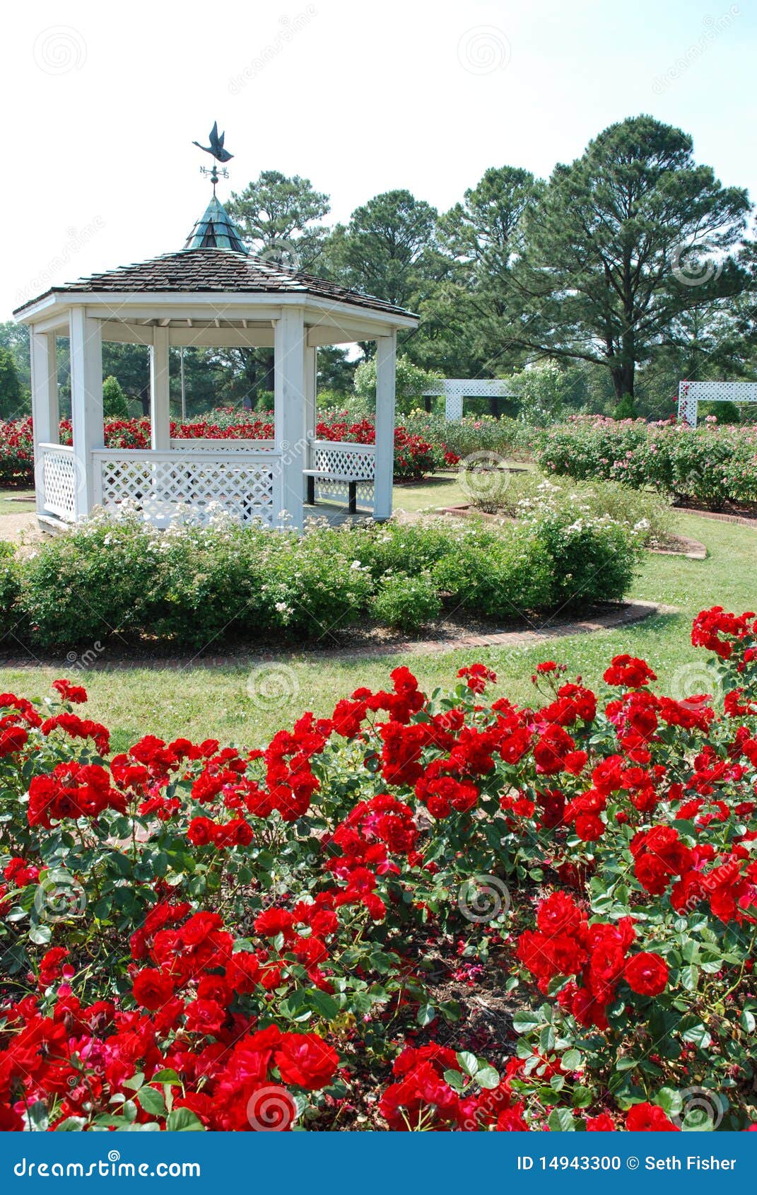 Gazebo In Rose Garden Stock Photo Image 14943300