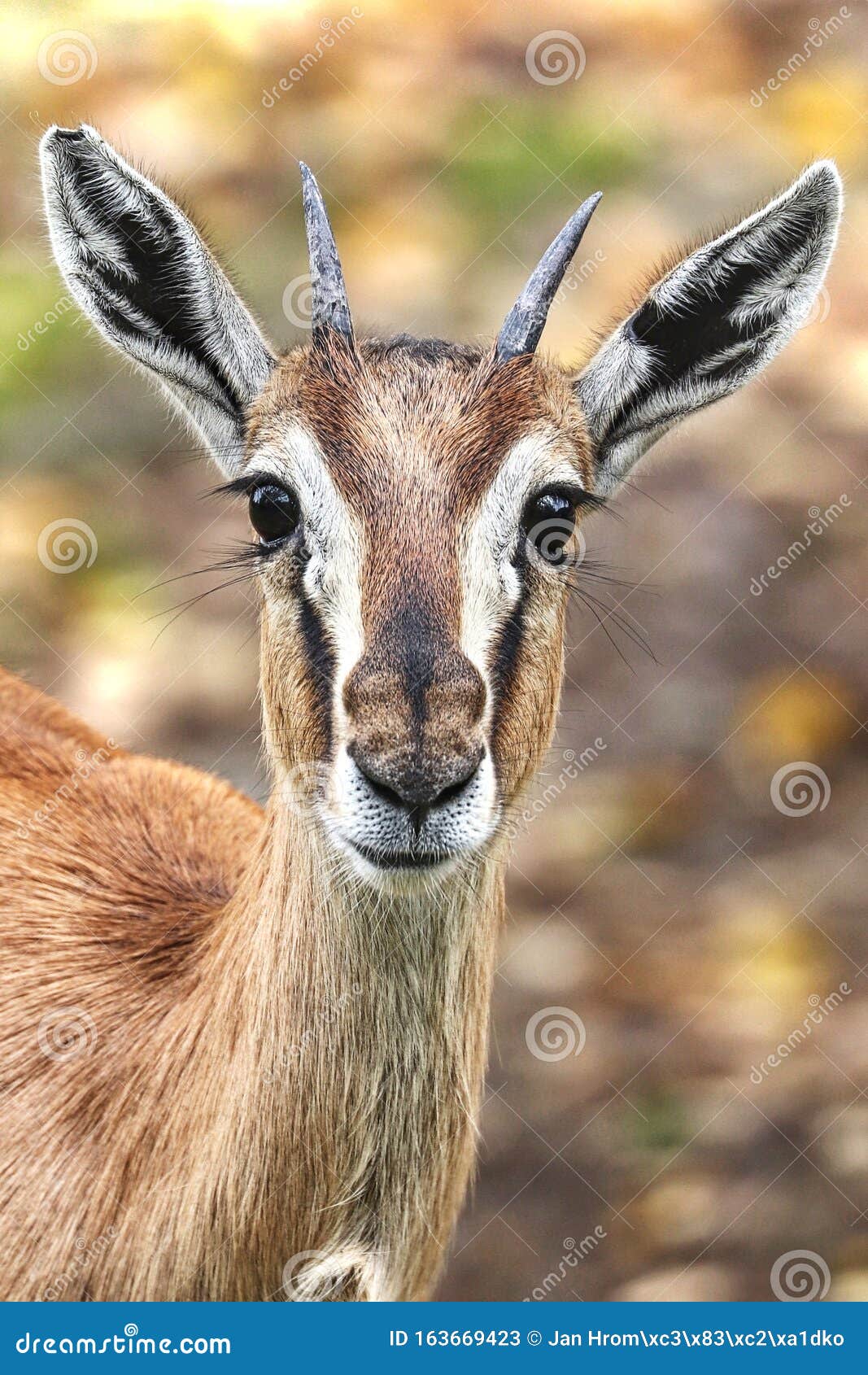 Gazela Thomsonova Eudorcas Thomsonii Stock Image Image Of Portrait Thomson 163669423