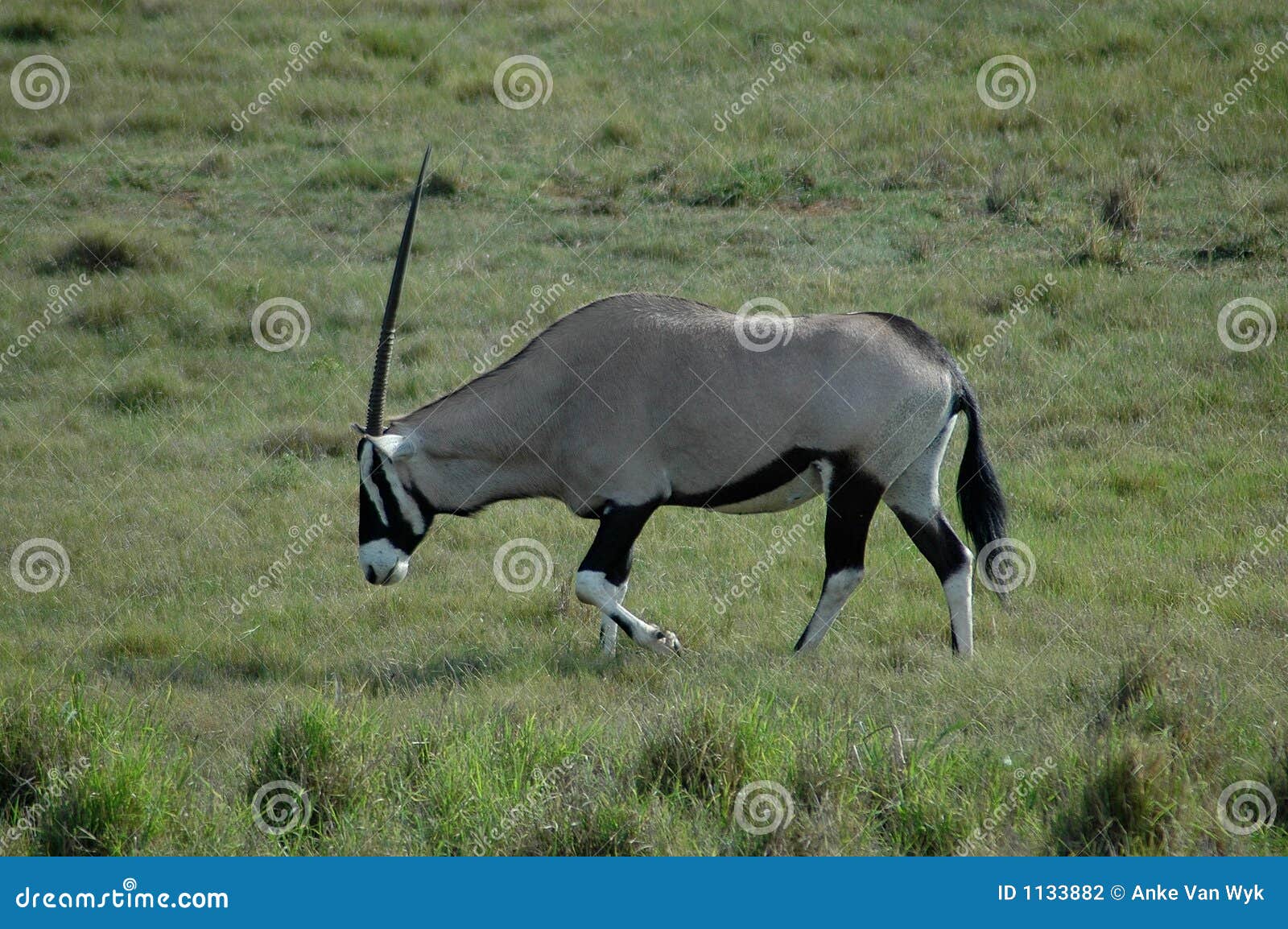 Gazelle photo stock. Image du antilopes, gazelles, zones 1133882