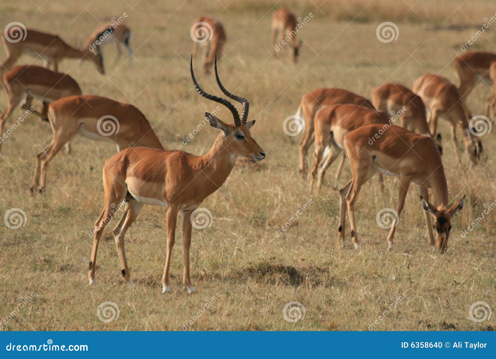 gazelle