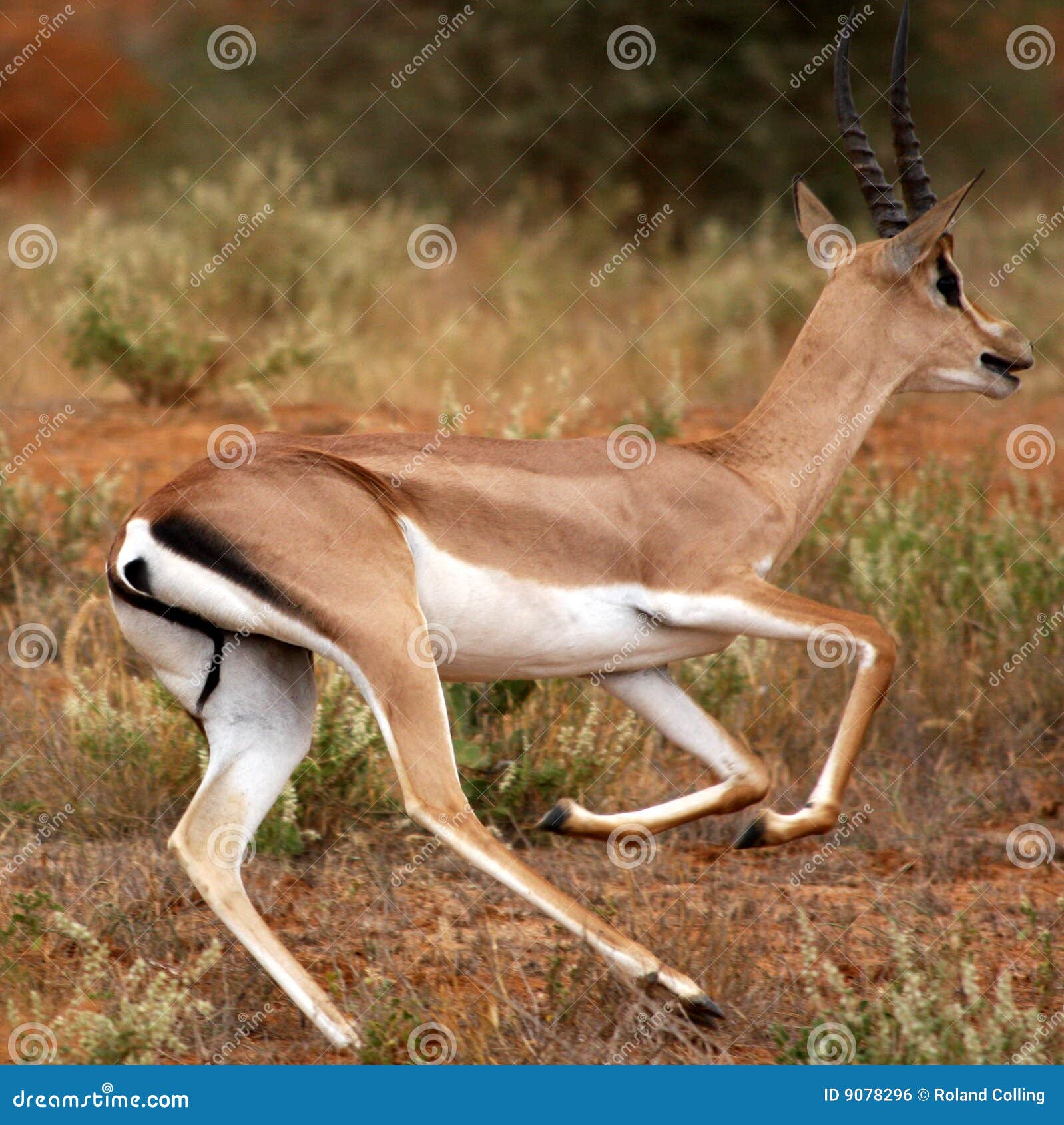 gazelle action shot