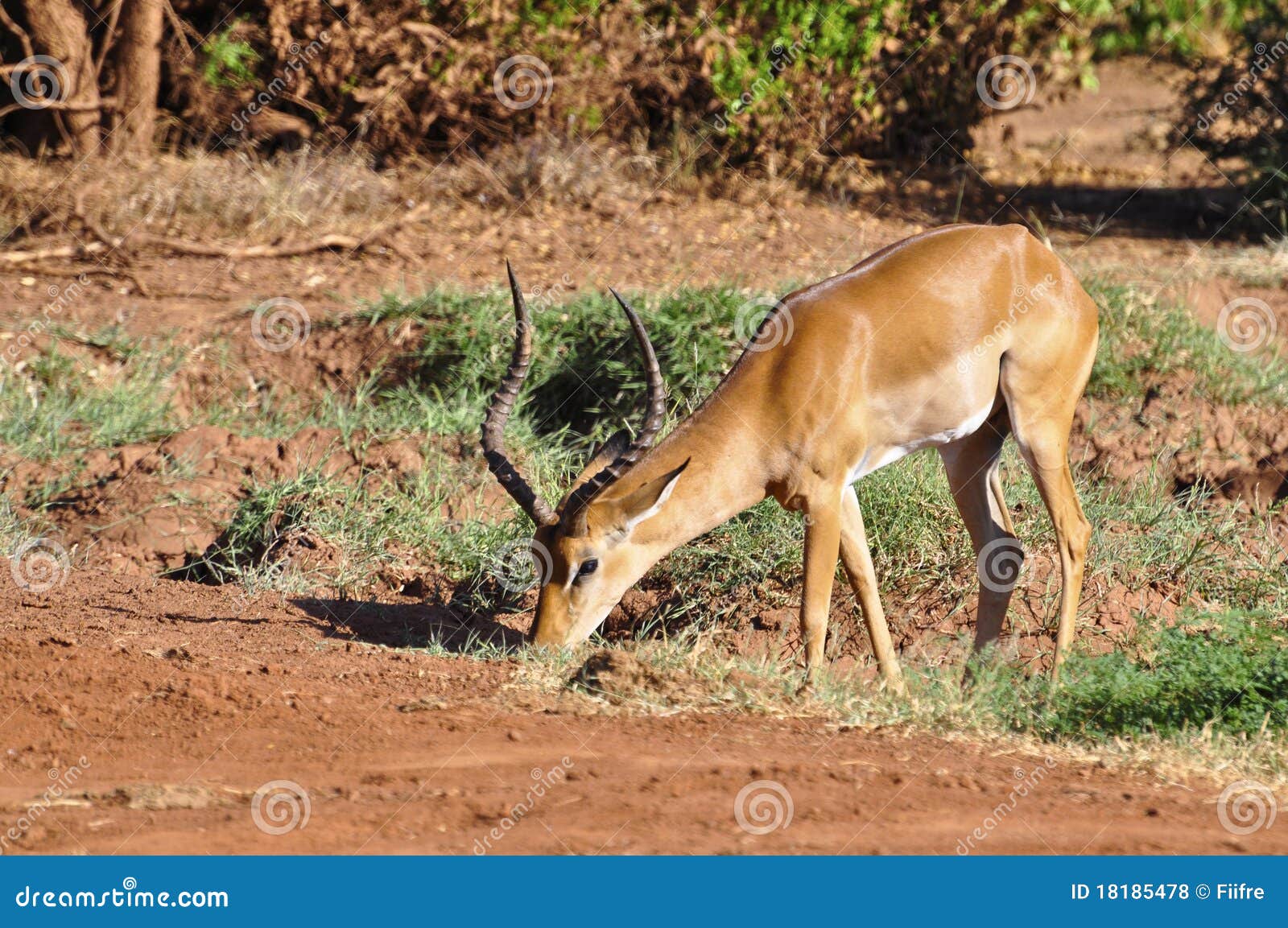 gazelle africa