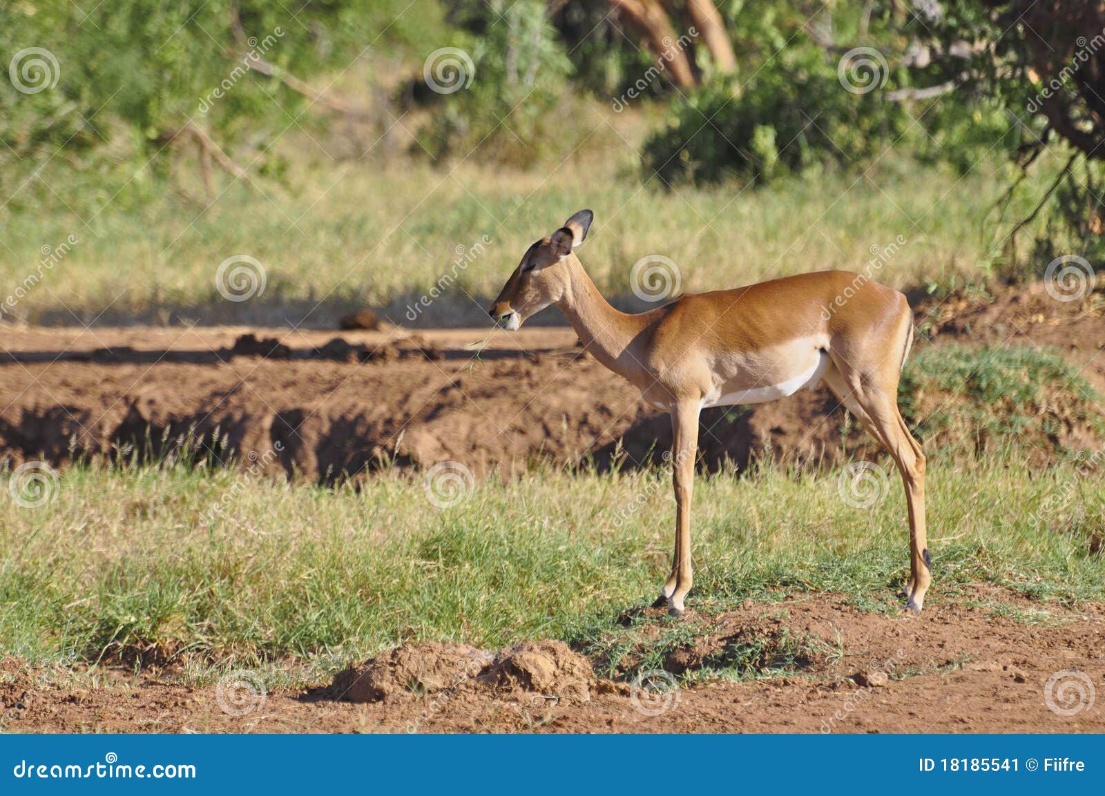gazelle africa