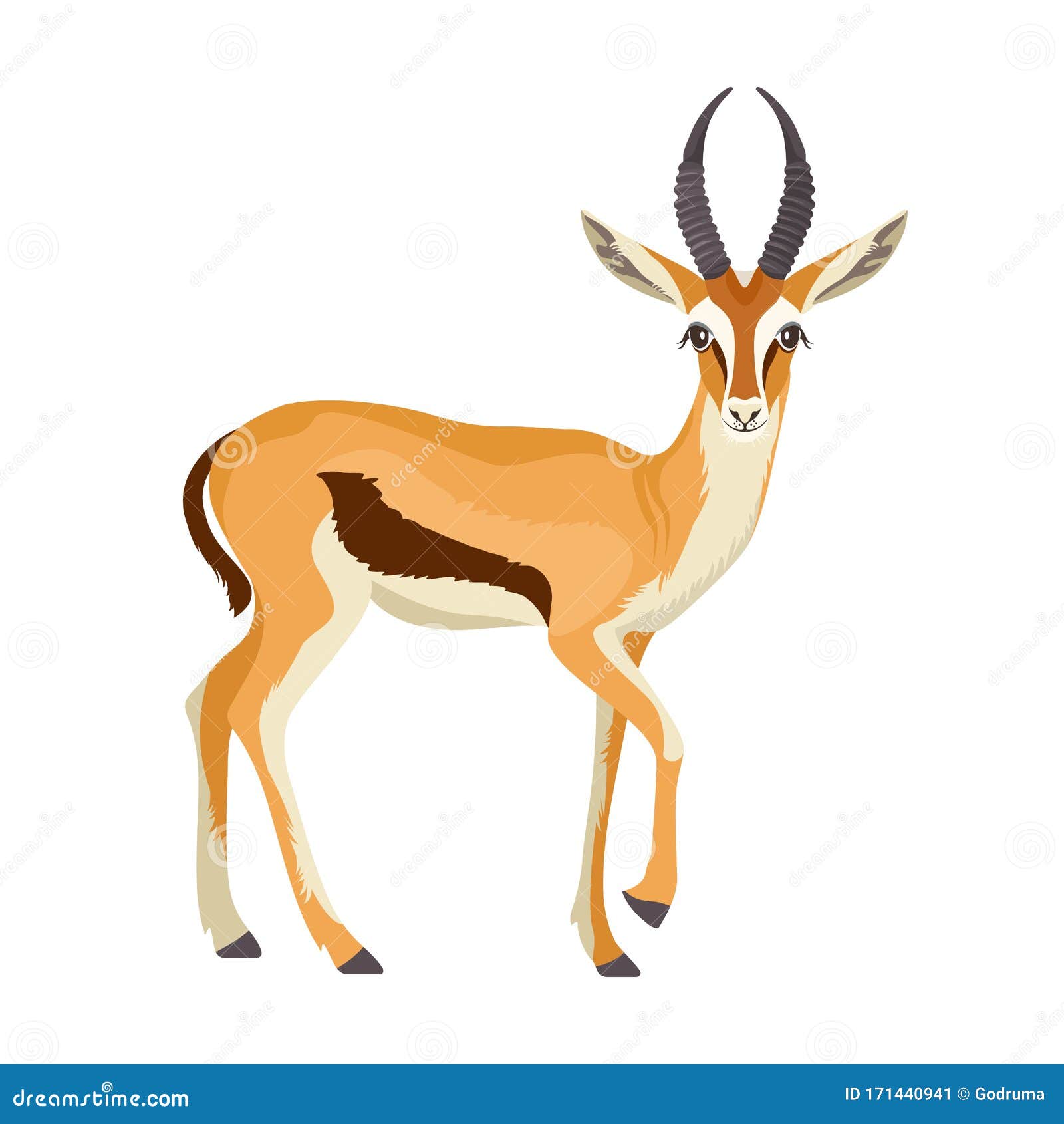 gazelle or antelope with horn. african mammal animal in wildlife. 