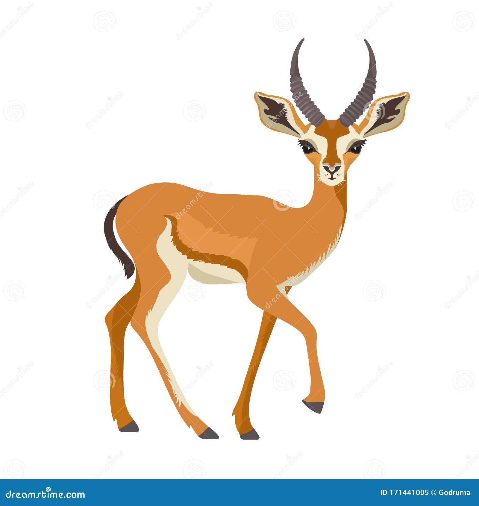 gazelle or antelope with horn. african mammal animal in wildlife. 