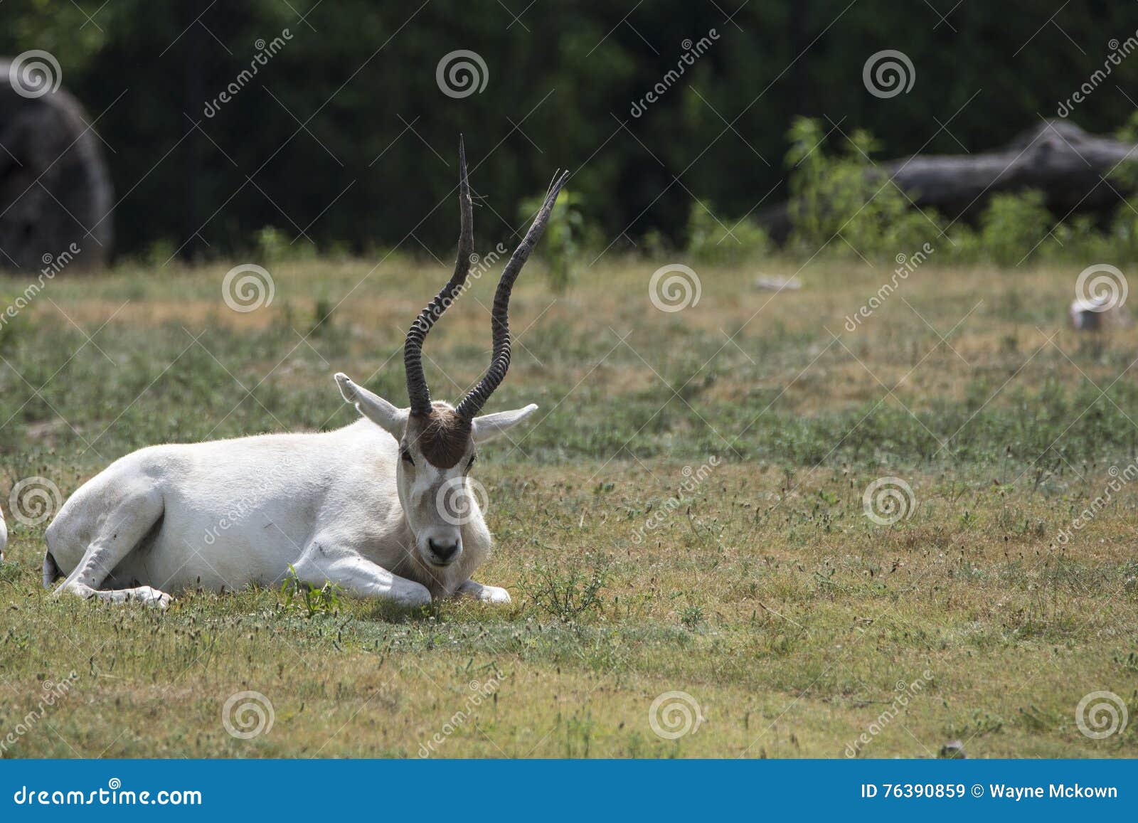 la gazelle blanche