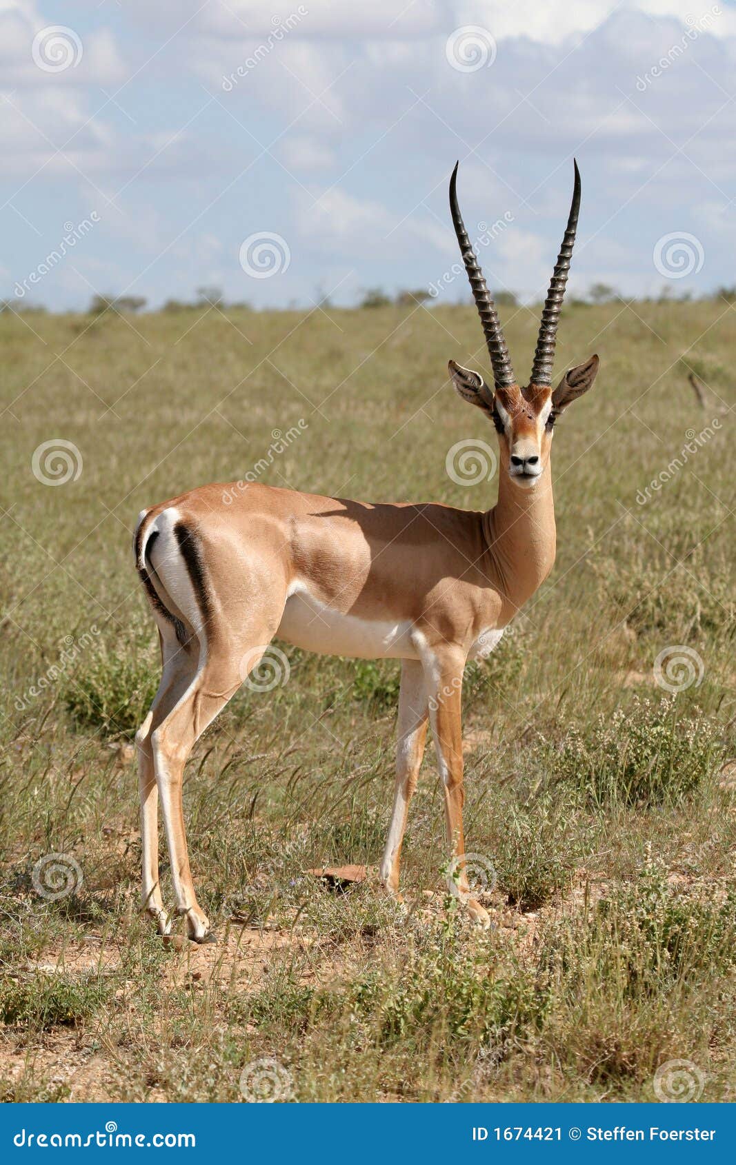 gazelle daim