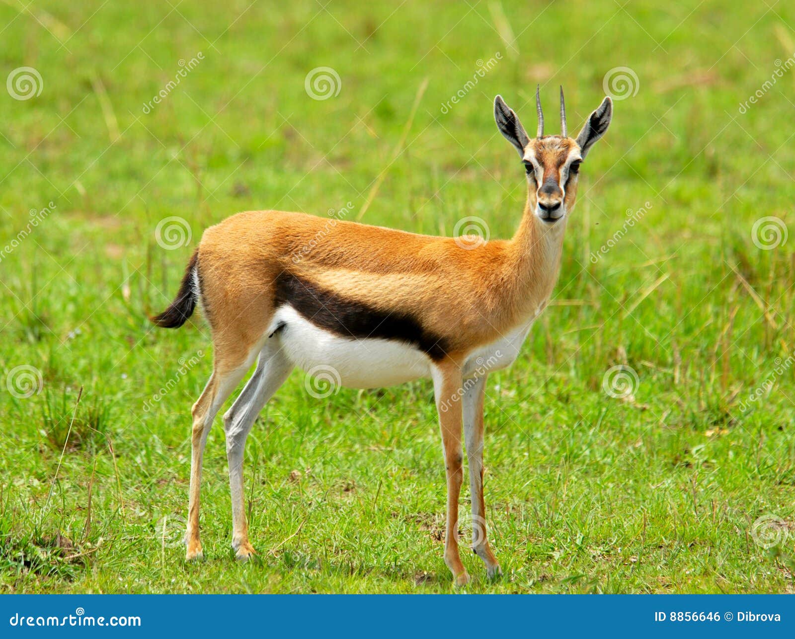 3 - Corrections for Toy Animal Wiki - Page 21 Gazelle-f%C3%AAmea-de-thomson-8856646