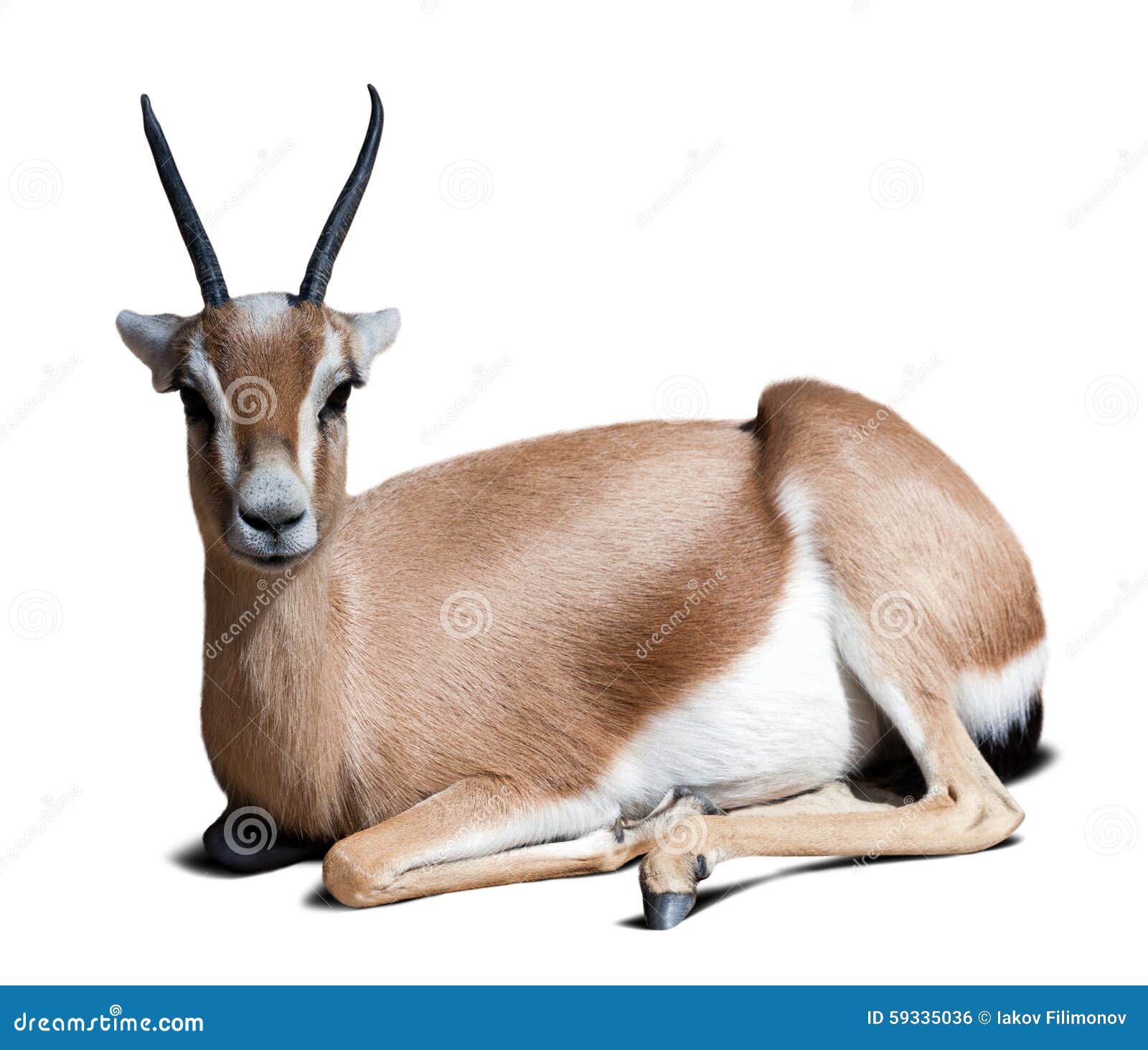 gazelle saharian dorcas.  over white