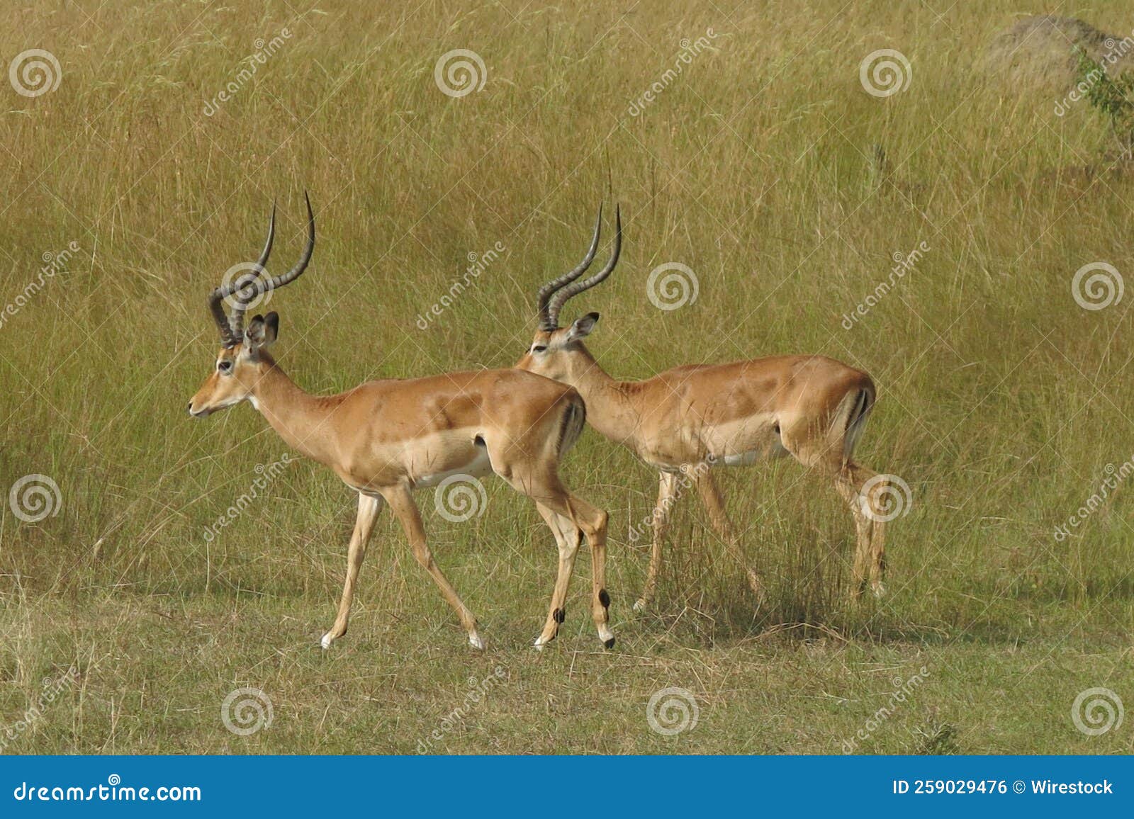 Gazelle in the Savannah of East Africa Stock Photo Biology Diagrams