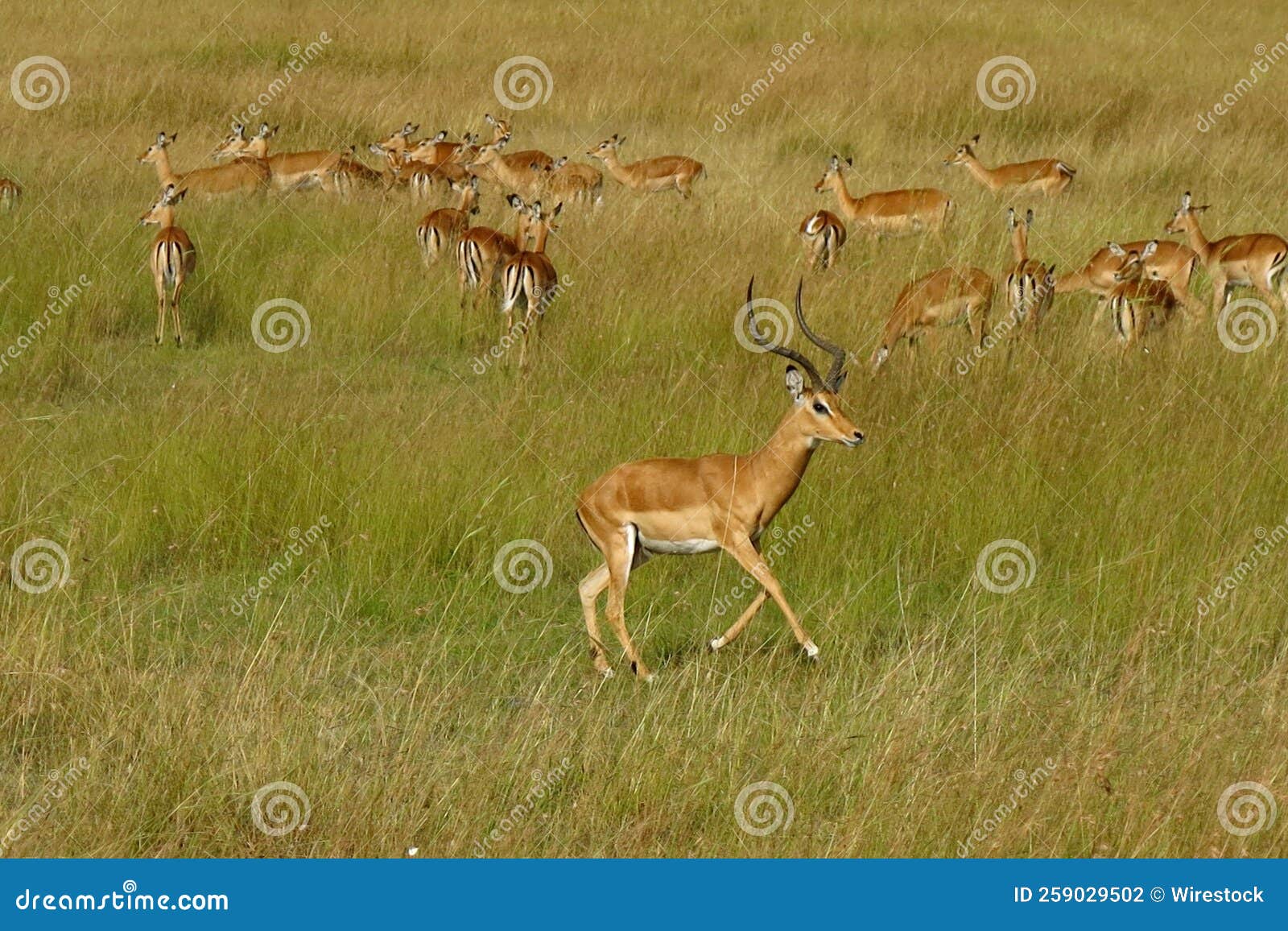 Gazelle in the Savannah of East Africa Stock Photo Biology Diagrams