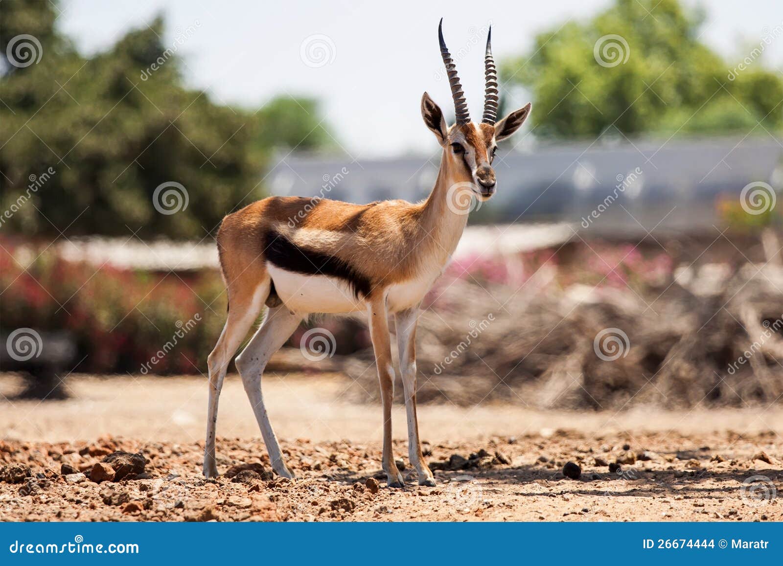 gazelle thomson