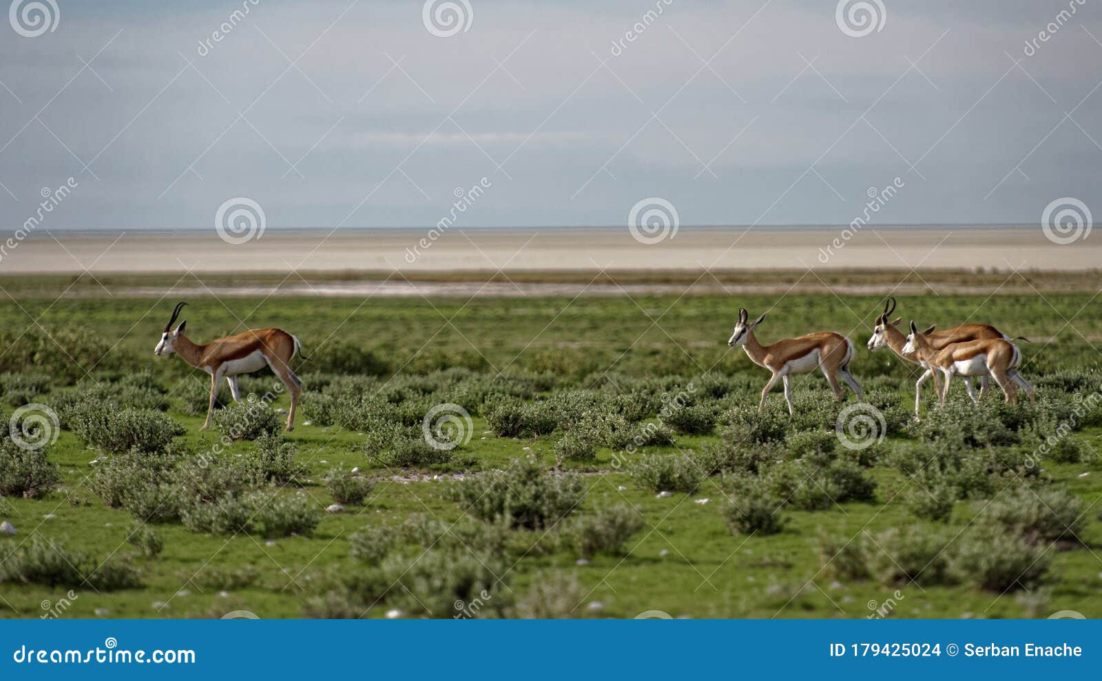 gazelles in field