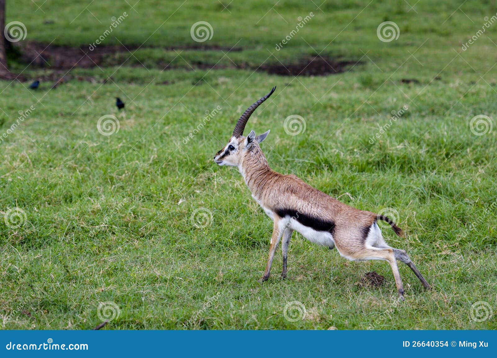 Gazelles, Nakuru stock photo. Image of africa, wild, burchell 26640354