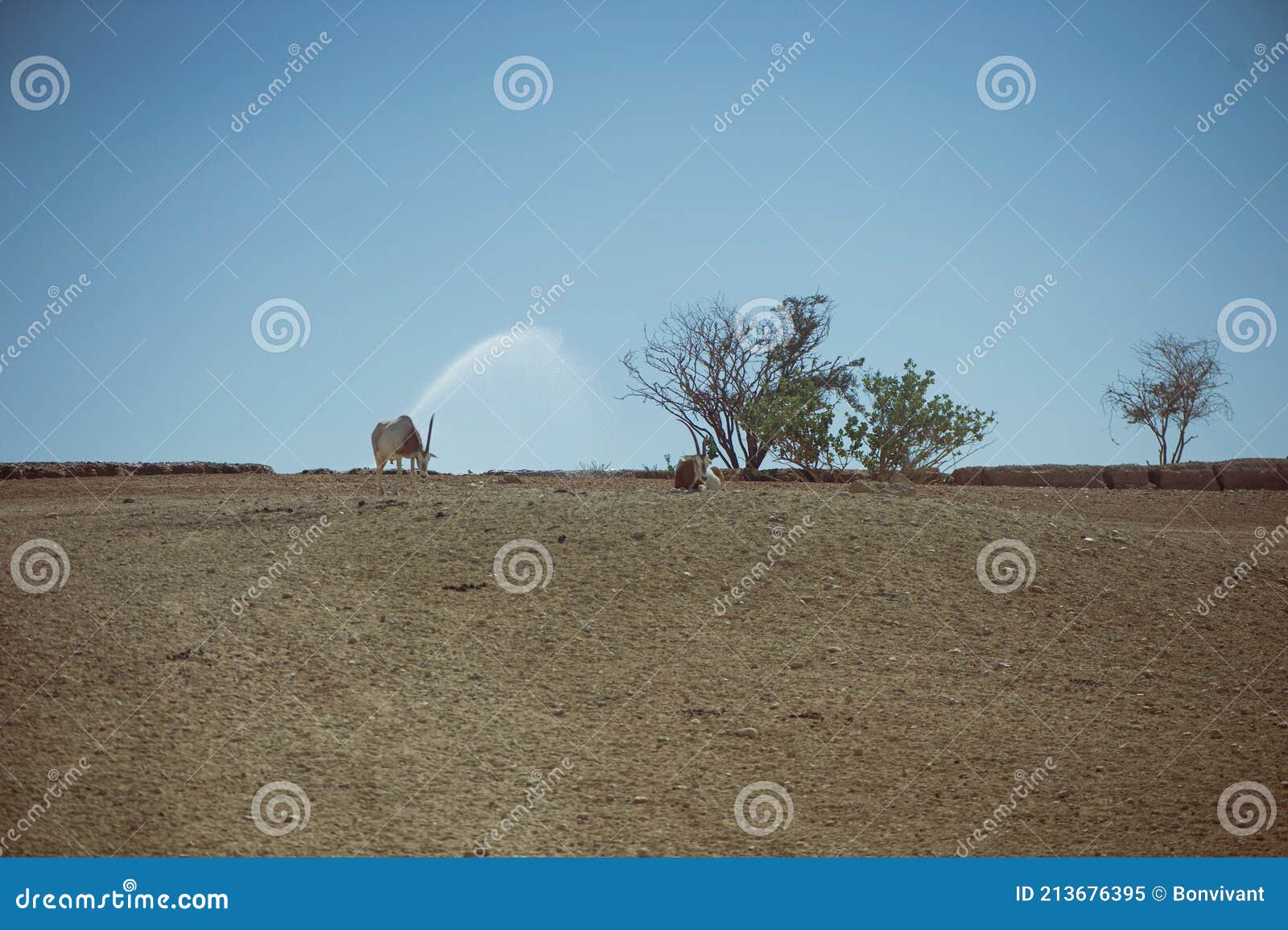 gazelles from safari& x27;s shuttle