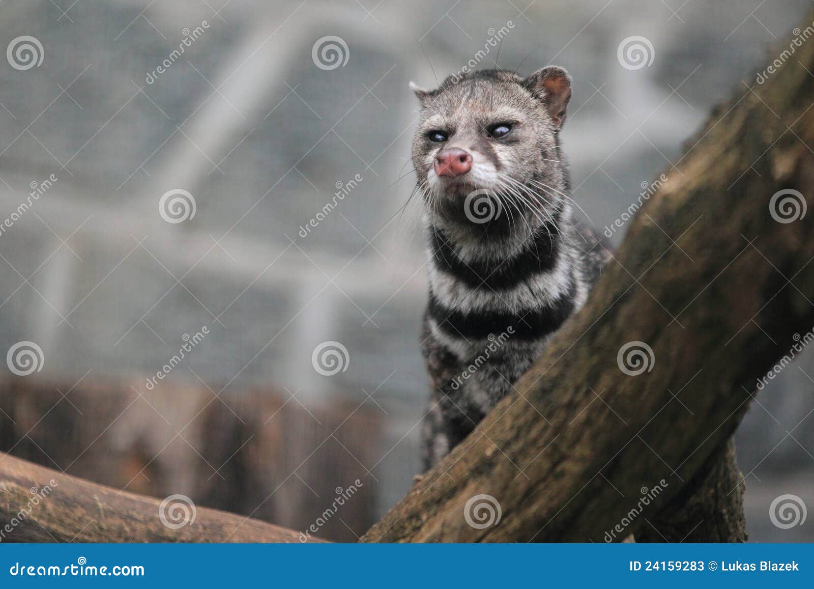 gazing civet