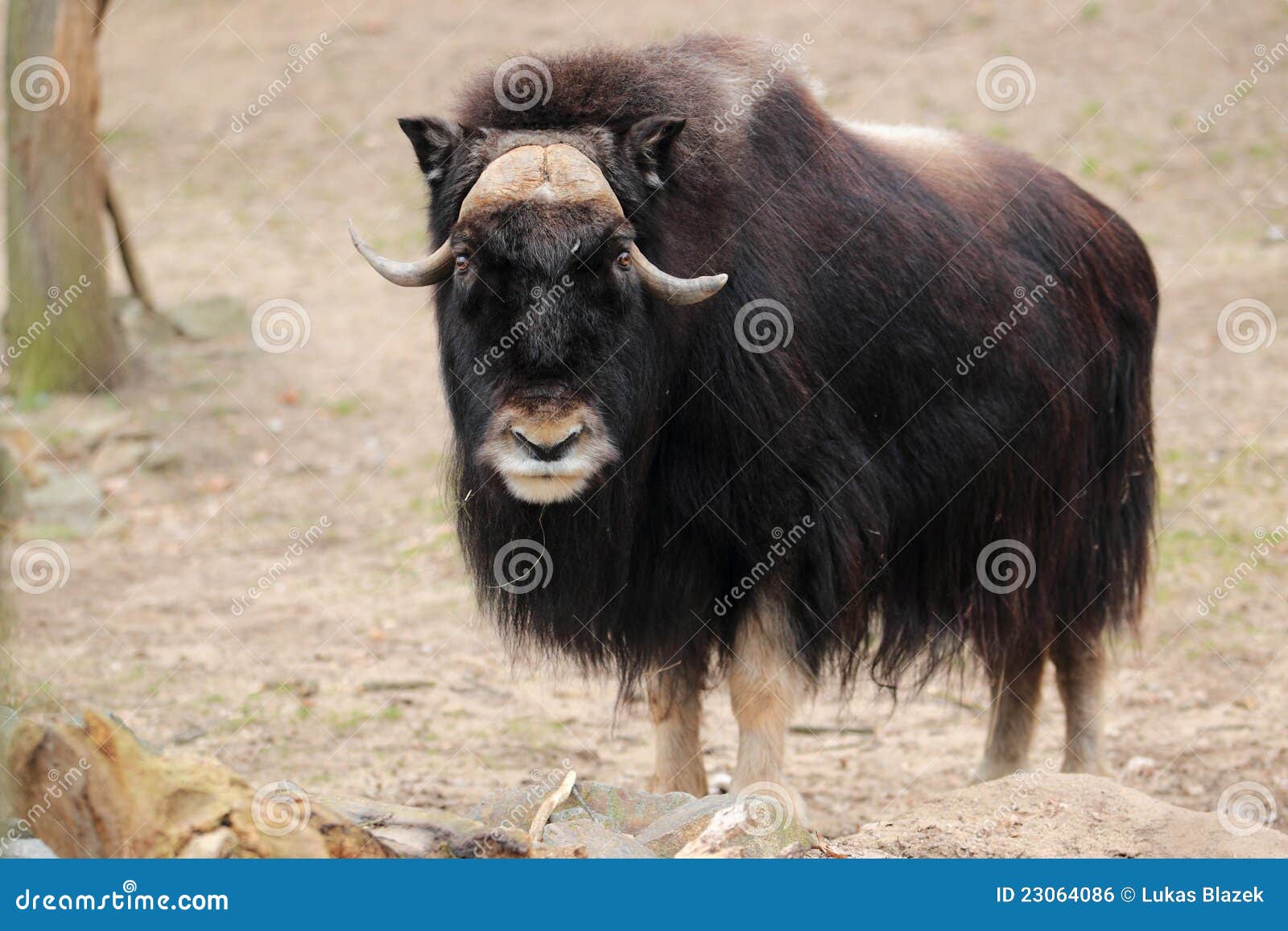 gazing musk ox