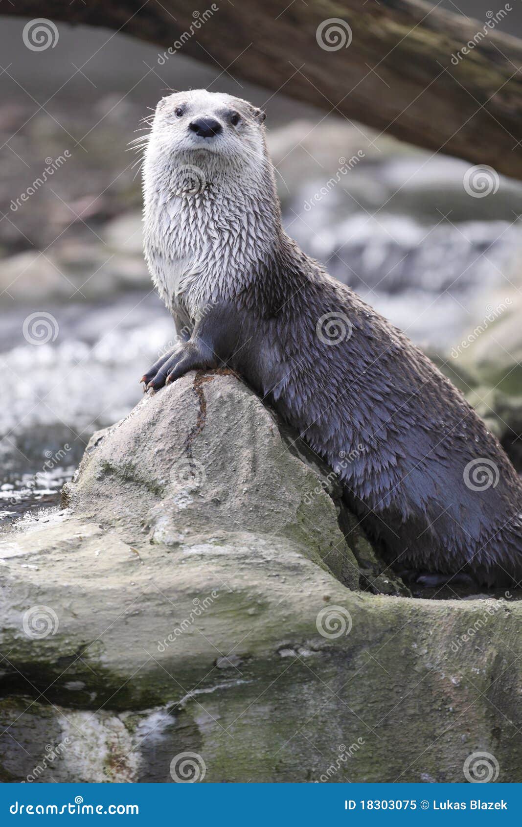 gazing river otter