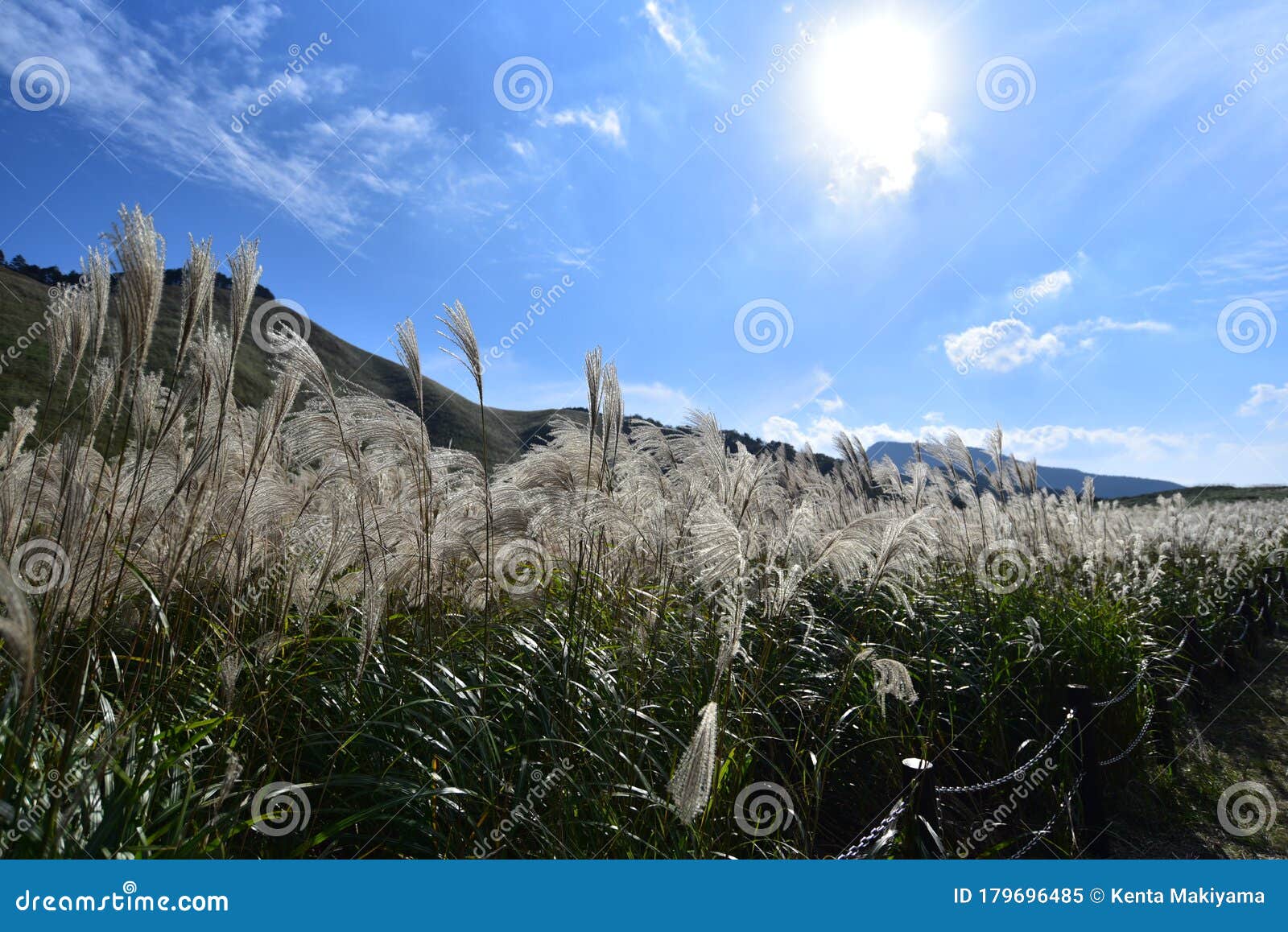 Gazon De La Pampa Japonaise Dans Le Grand Plateau Sous Le Ciel Bleu Image  stock - Image du vert, croissance: 179696485