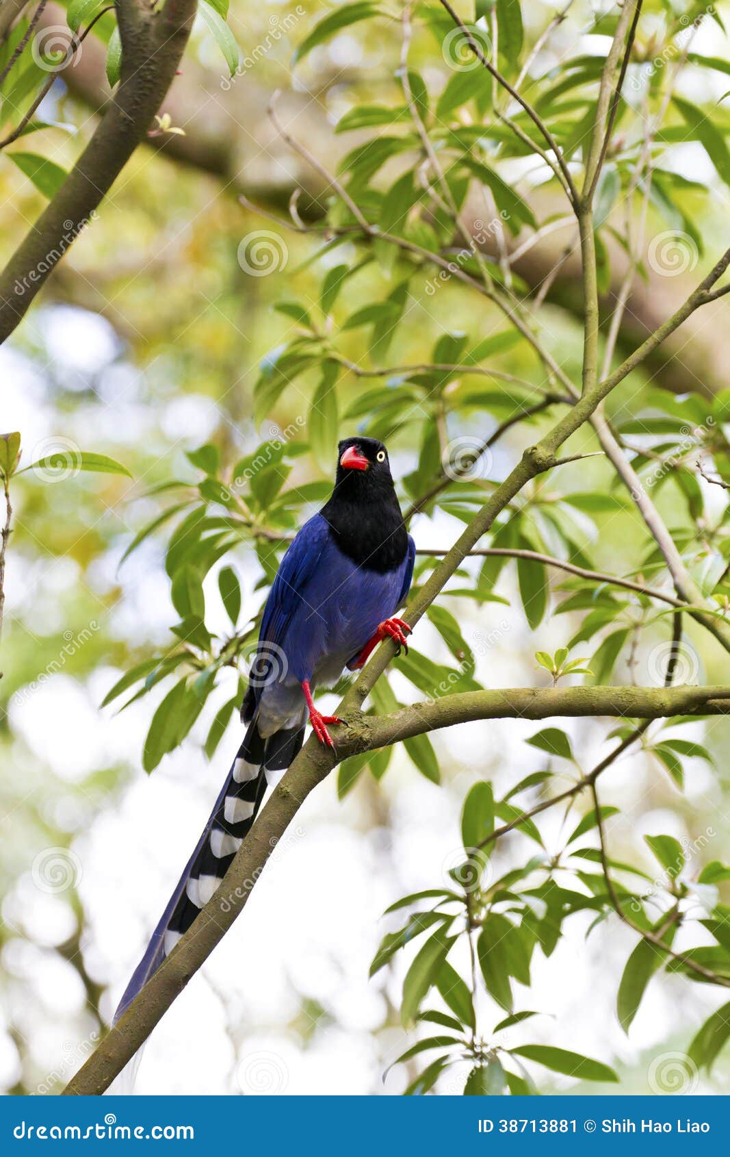 Gazza Blu Di Formosa, Caerulea Di Urocissa Immagine Stock - Immagine di piuma, cute: 38713881