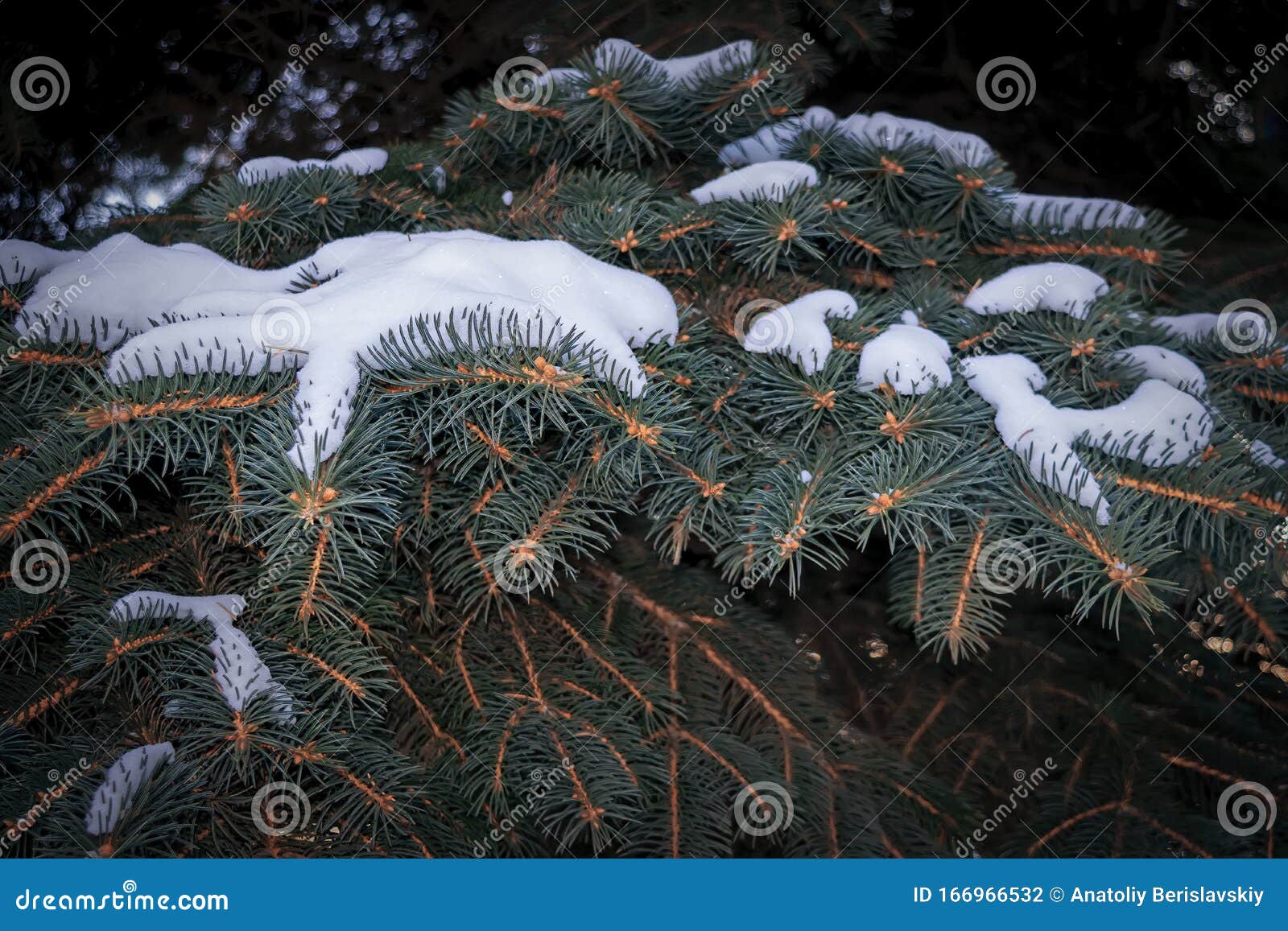 Gałęzie świerku niebieskiego pokryte śniegiem Dekoracja zimowa Niebieska gałąź świerku — zbliżenie Evergreen tree pokryty śniegie. Niebieska gałąź świerku — zbliżenie Zimą wiecznie zielone drzewo pokryte śniegiem