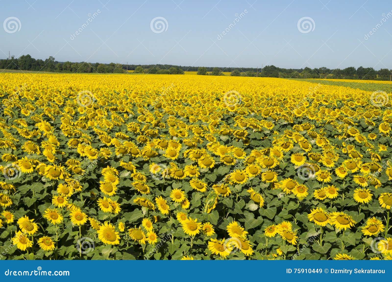 Gebied van Sunflowers. Op het fotogebied van zonnebloemen in de vroege ochtend