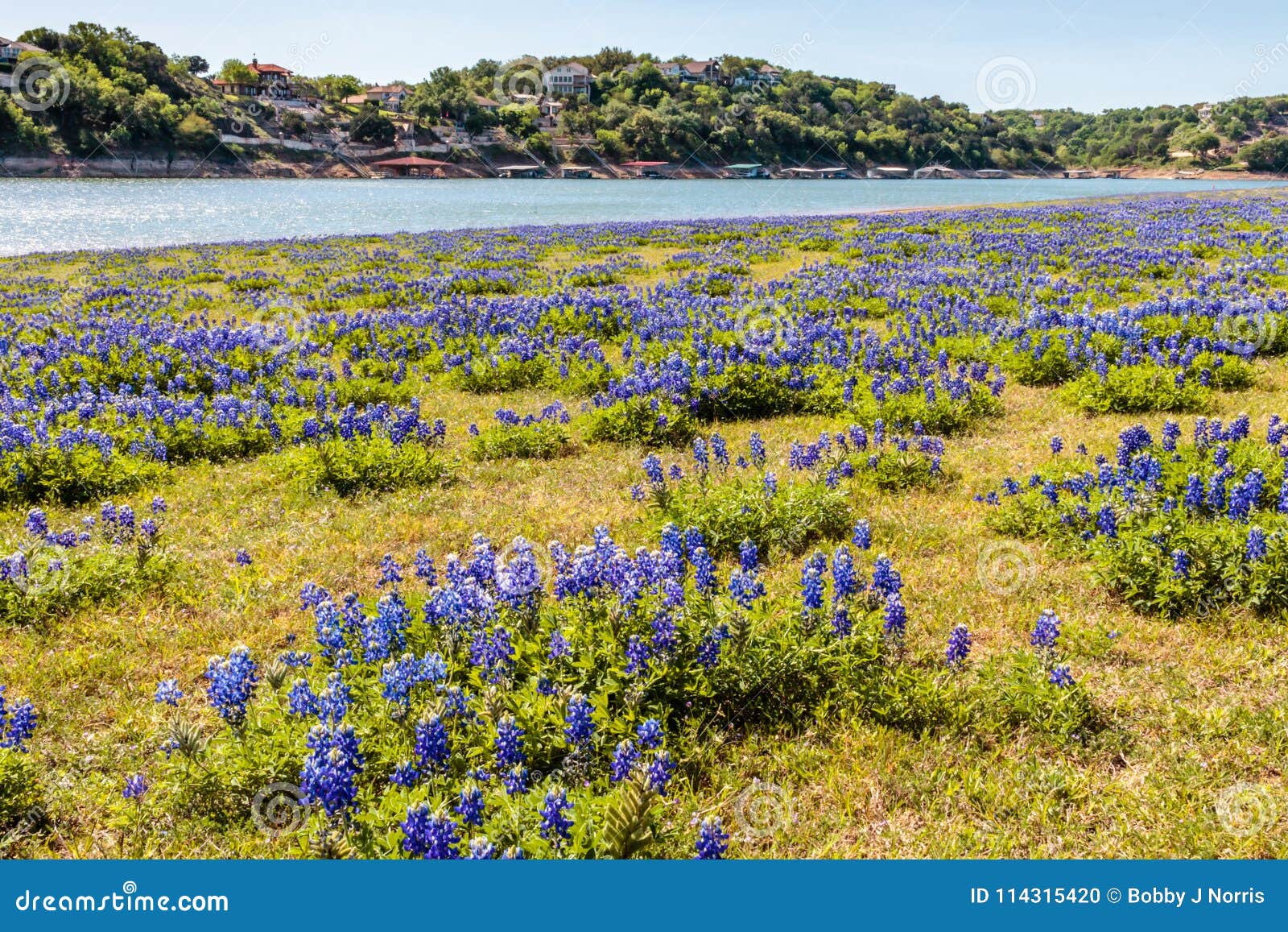 Gebied Van Texas Hill Country Bluebonnets Stock Foto - Image of turkije ...