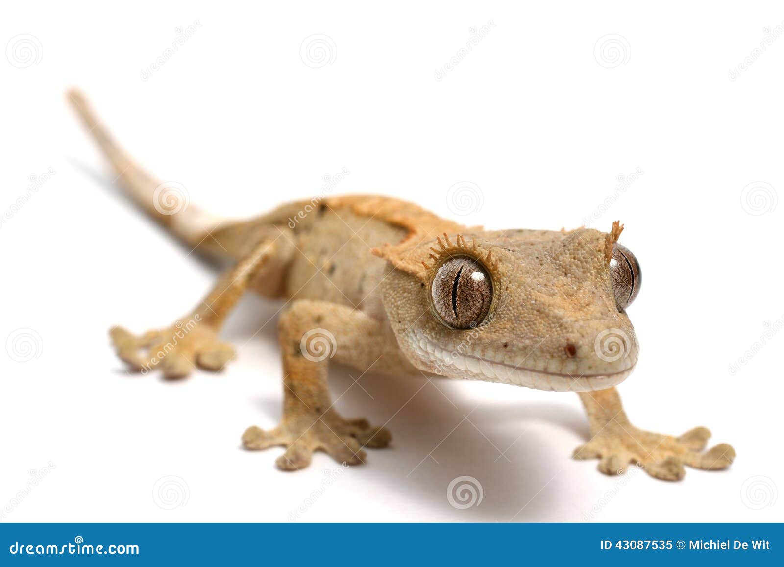 Gecko com crista imagem de stock. Imagem de sozinho, credo 43087535