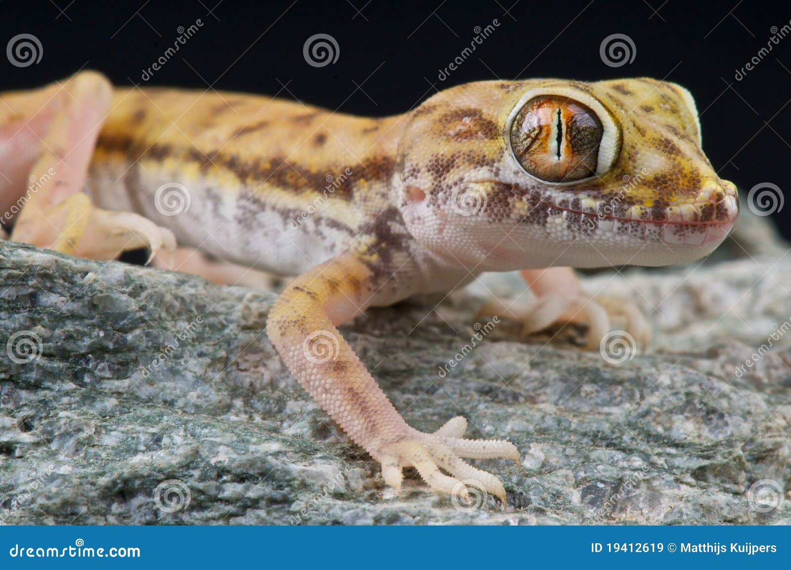 Auckland Green Gecko Naultinus Elegans Species Foto de stock 1138594007 |  Shutterstock, image size:1600x1153