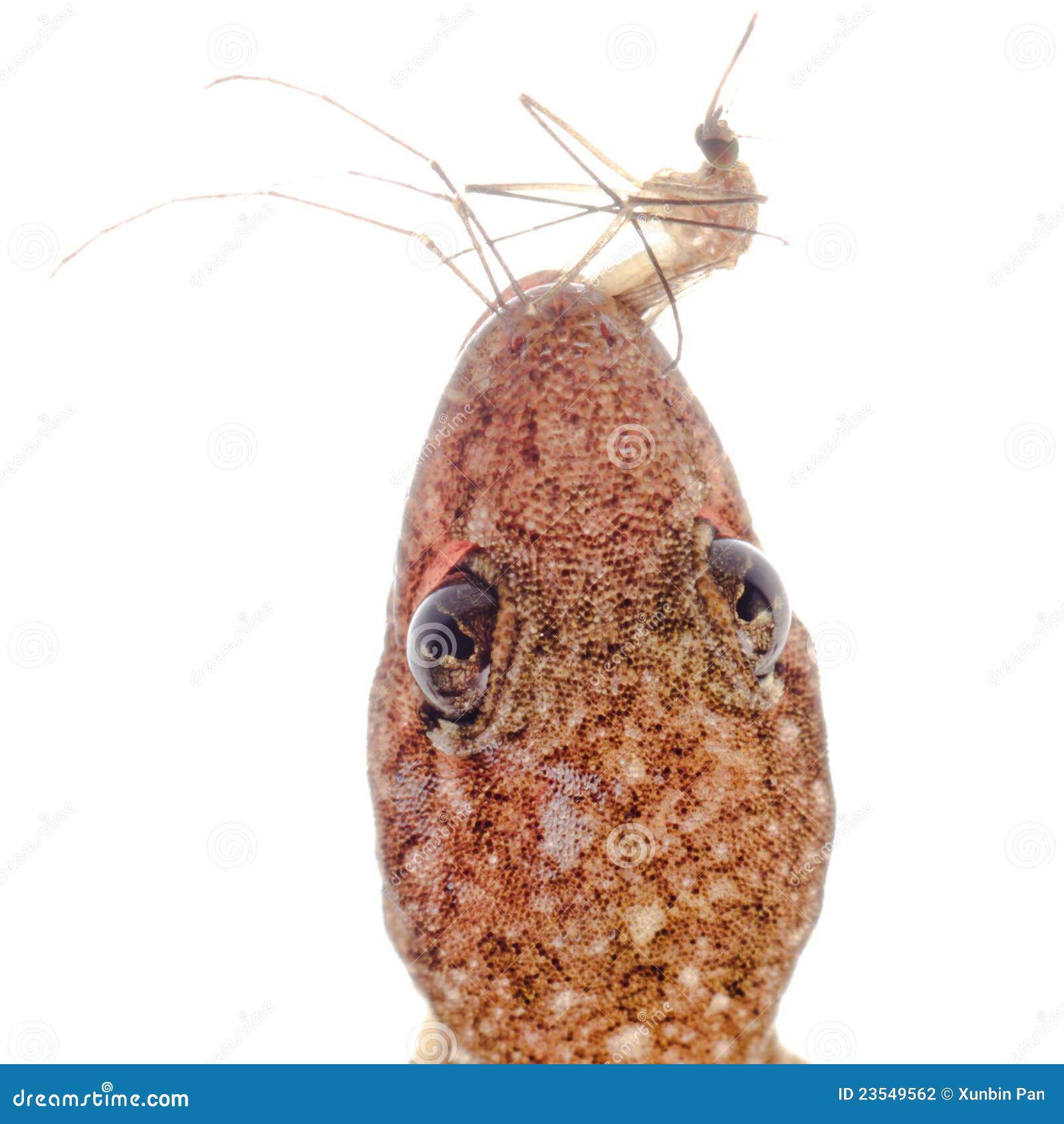 Gecko eat mosquito stock photo. Image of reptile, animal 23549562