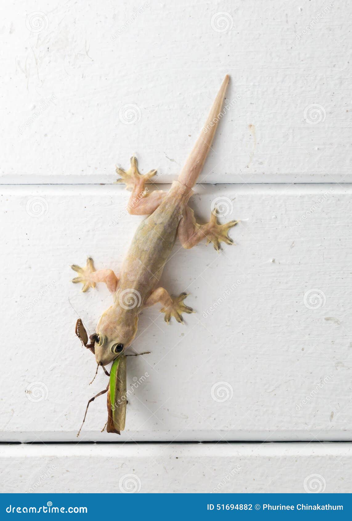 Gecko eating a stock photo. Image of background 51694882
