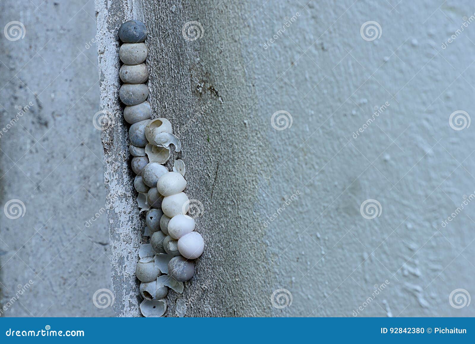 Gecko eggs stock photo. Image of breeding, reptile, eggs 92842380