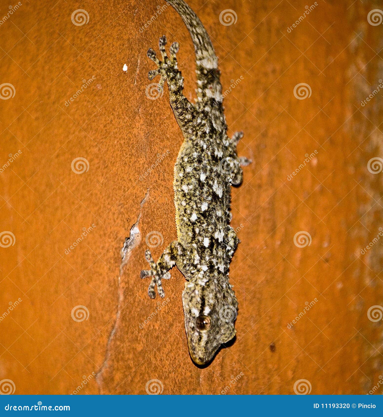 Gecko En La Pared Foto de archivo - Imagen: 11193320