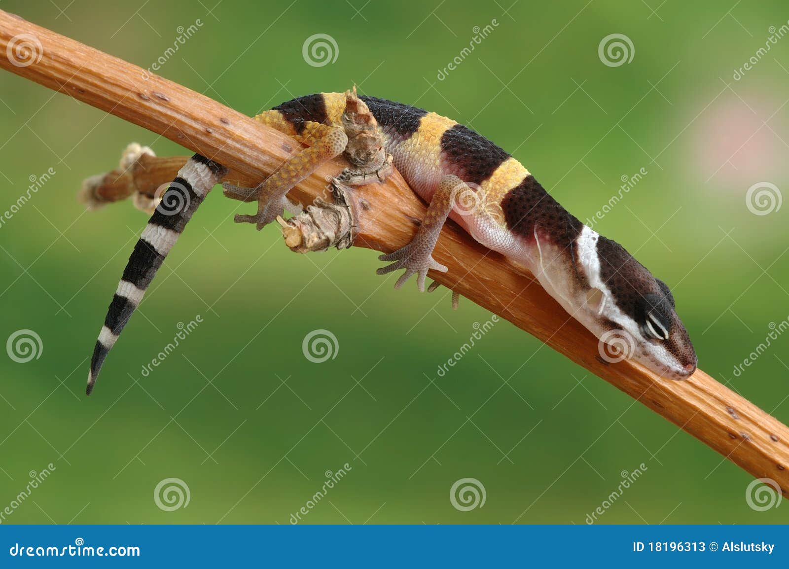 gecko eublepharis macularius