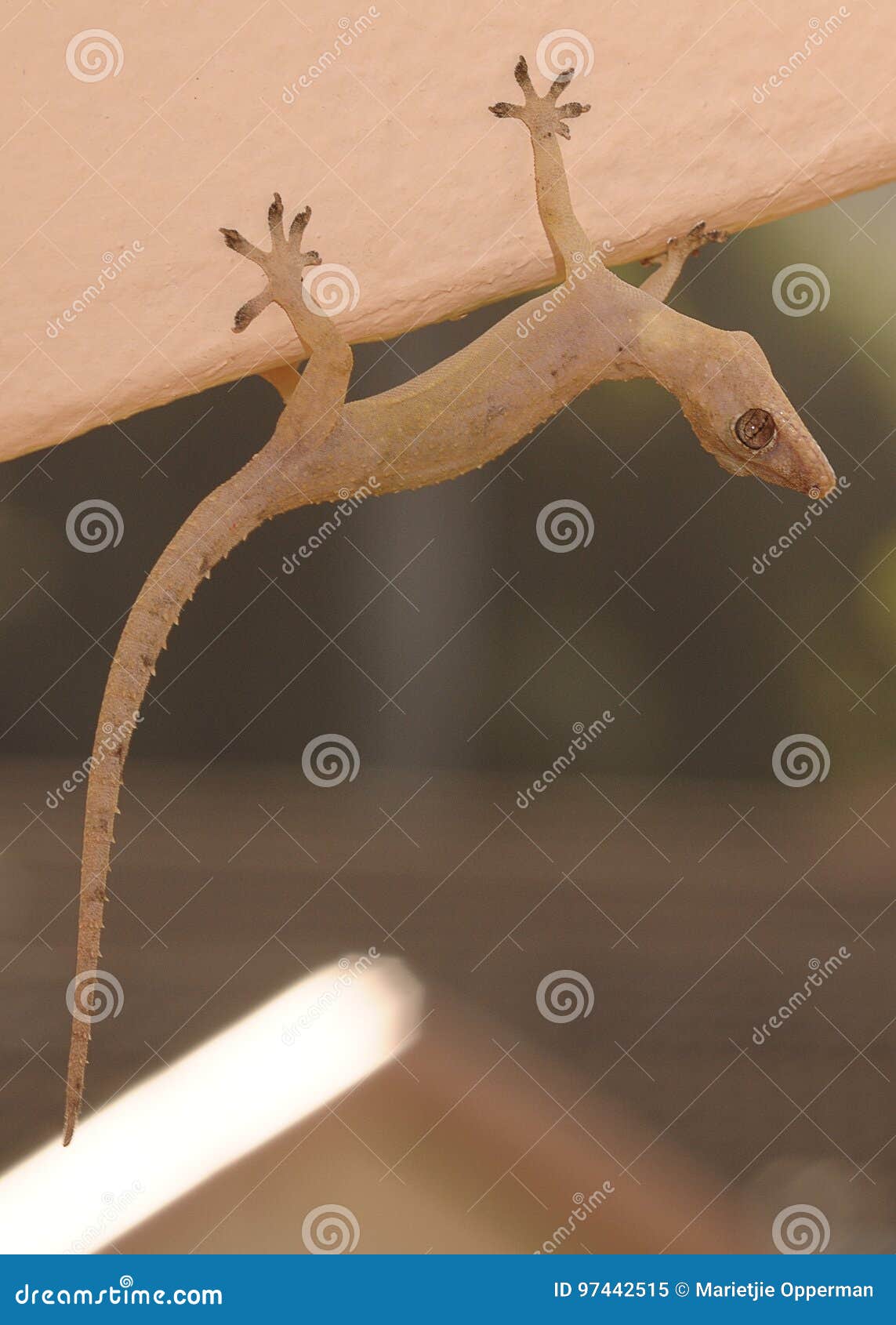 Gecko Hanging Upside Down on a Wall Stock Image Image of creature