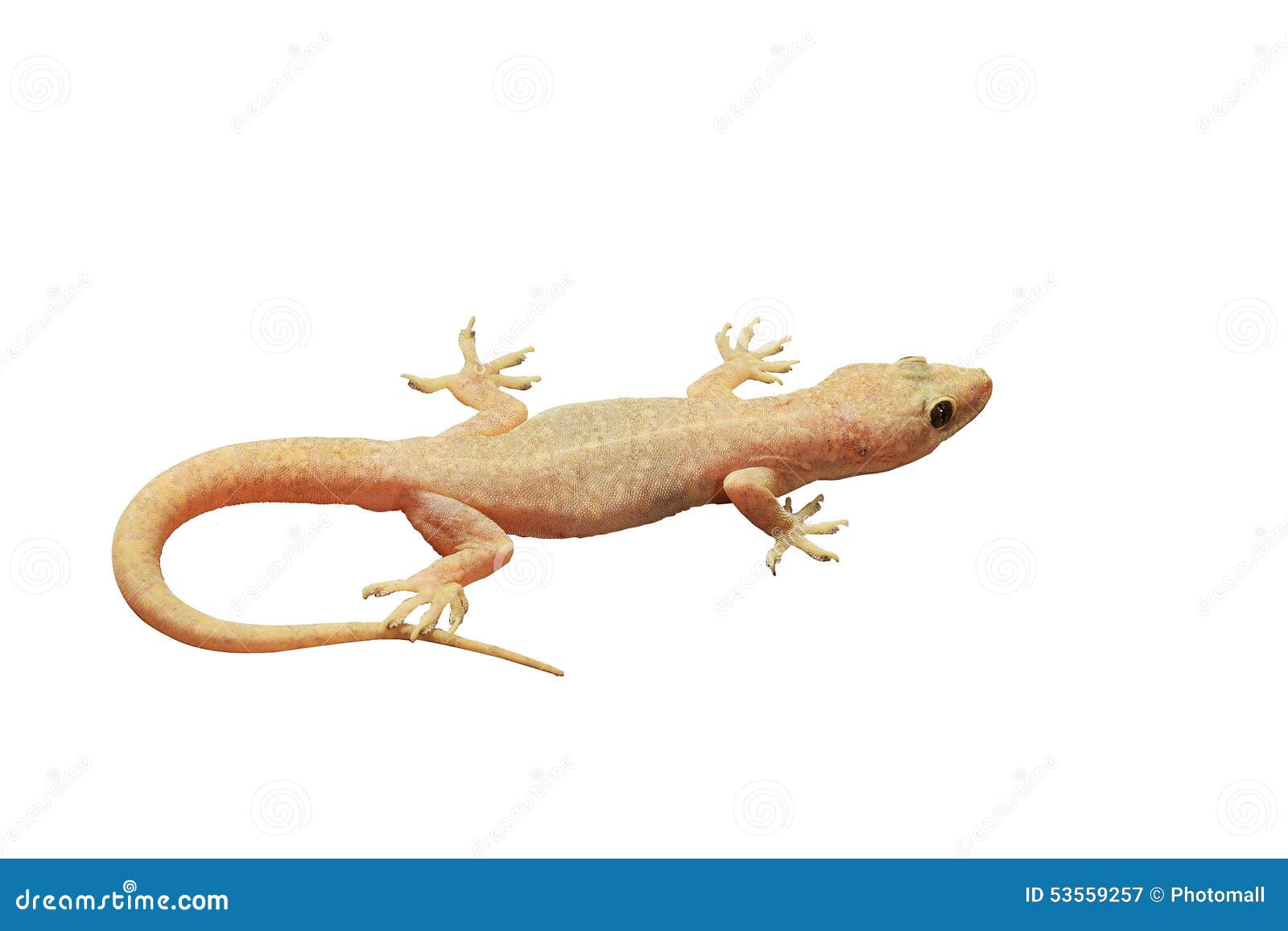 Gecko stock image. Image of calabria, creature, body 53559257