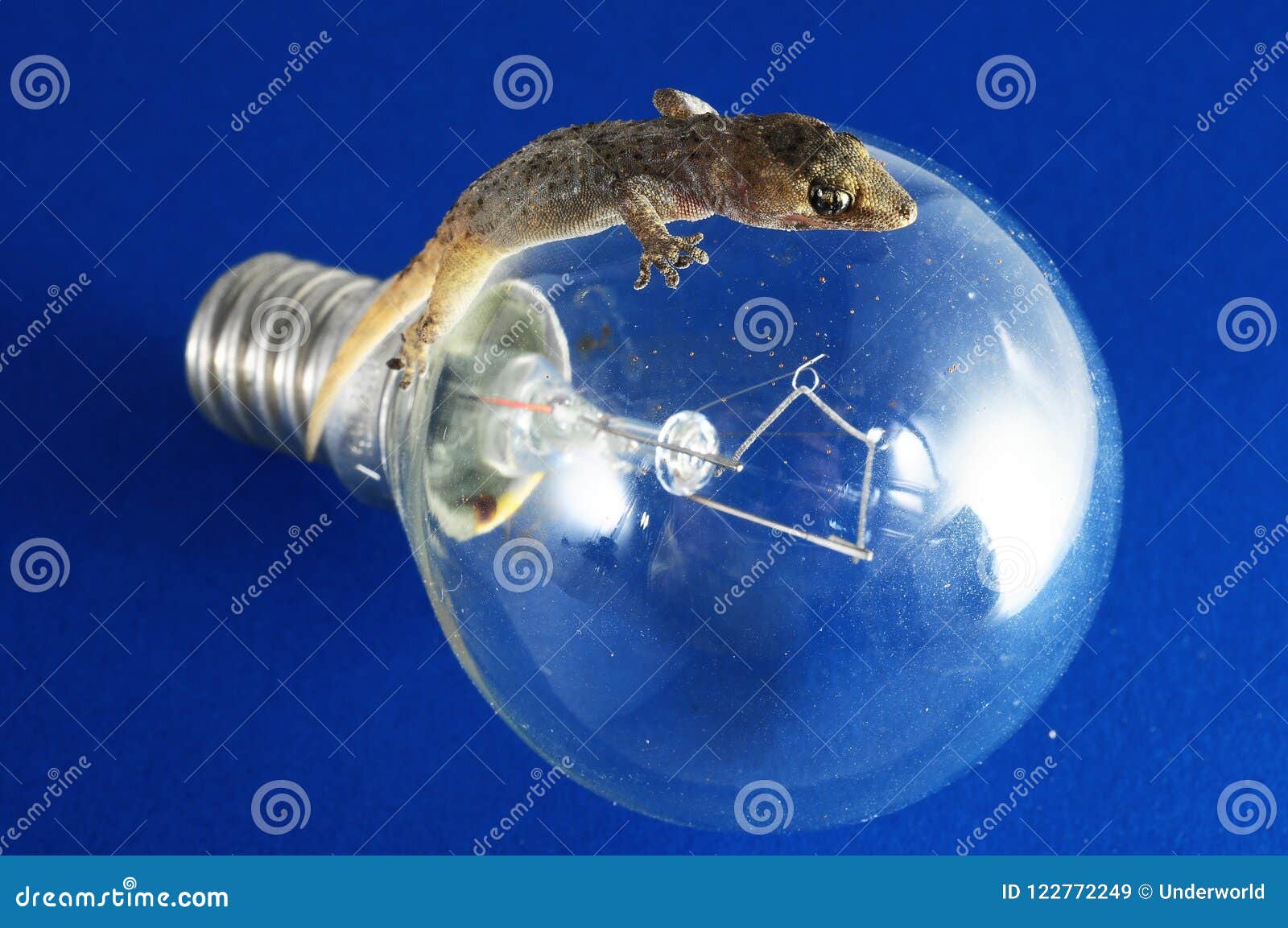 gecko light bulb
