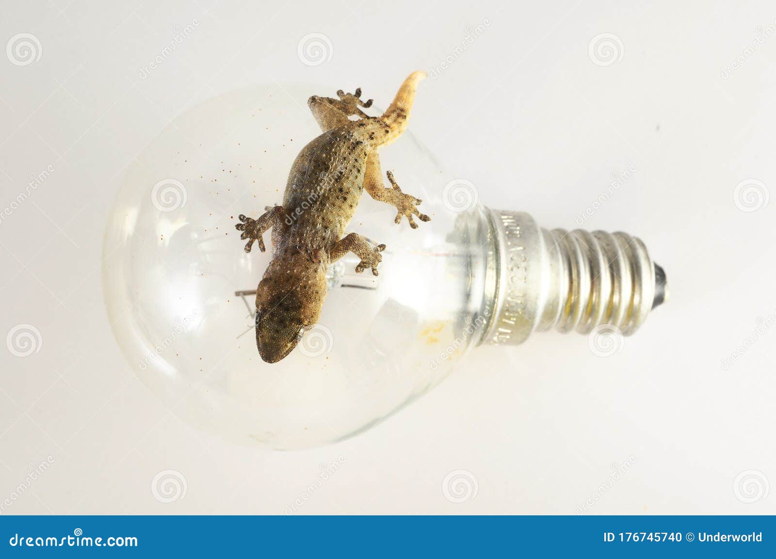 lizard bulb