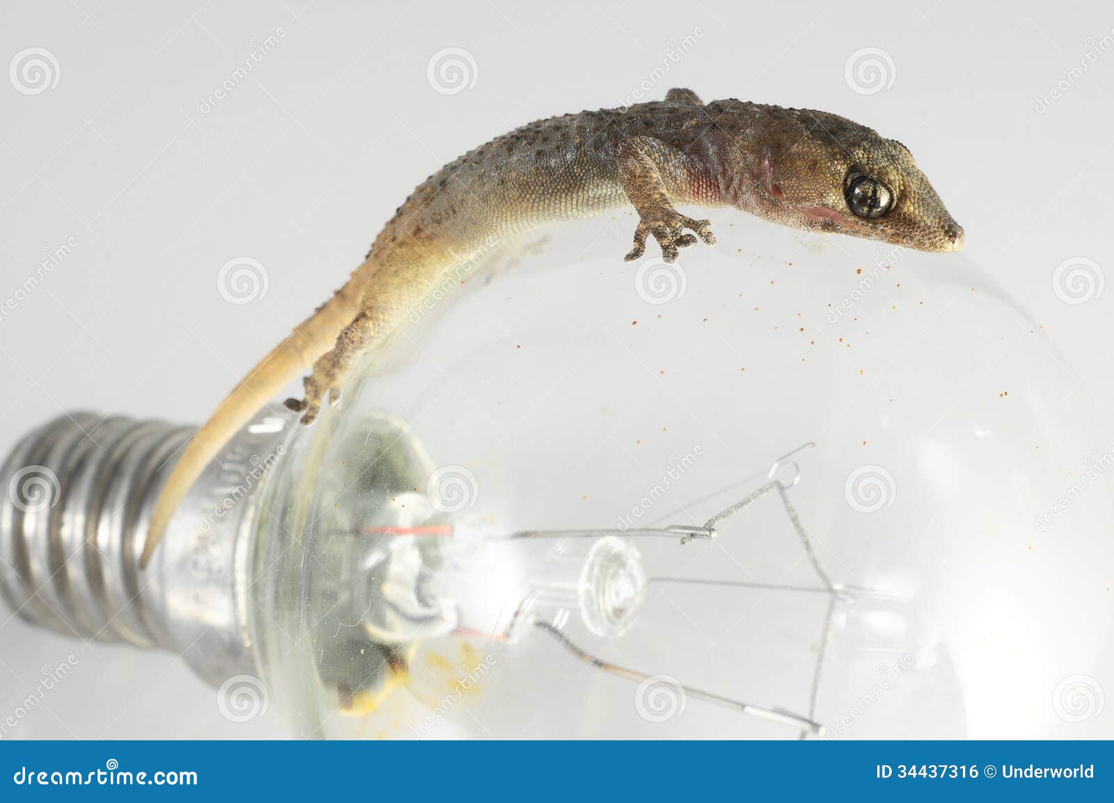gecko light bulb