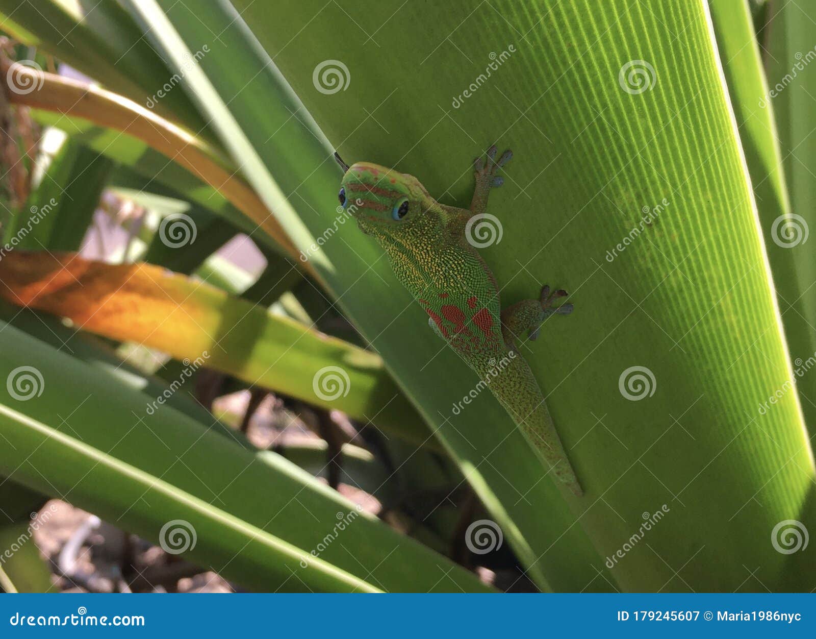 gecko lizard in spring on kauai island, hawaii.