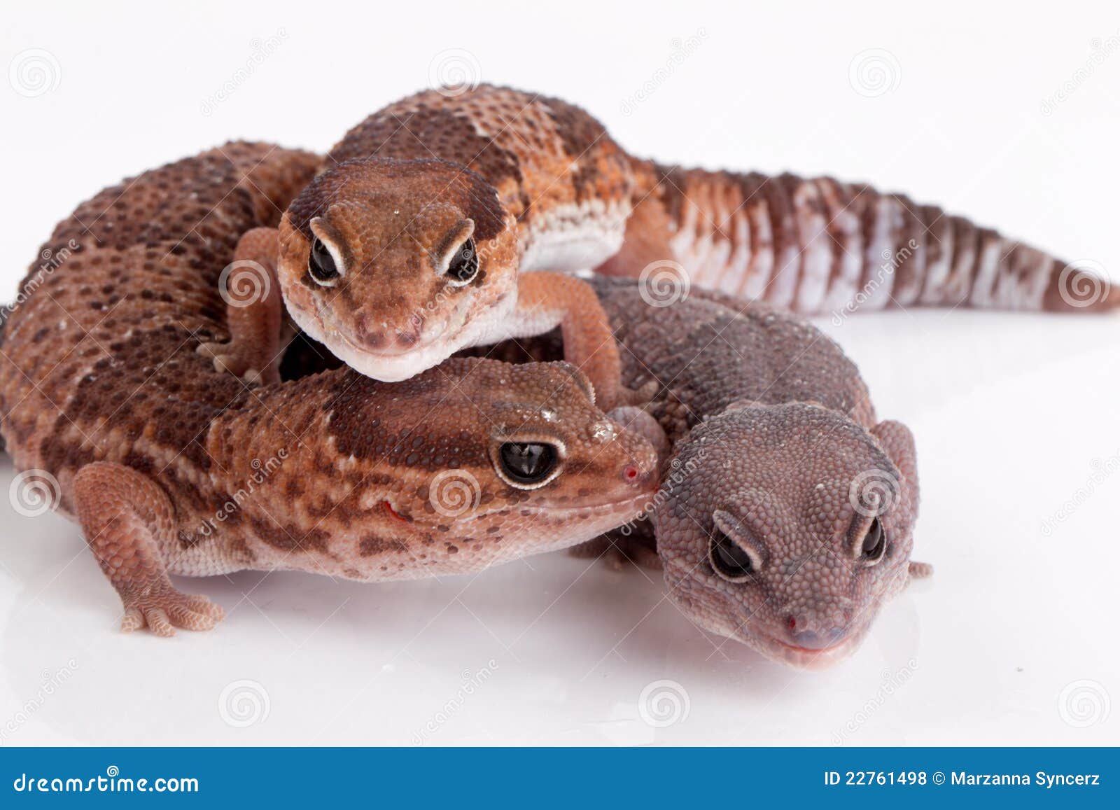 gecko lizards