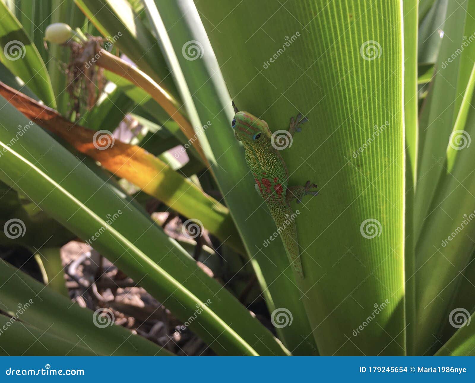 gecko lizard in spring on kauai island, hawaii.