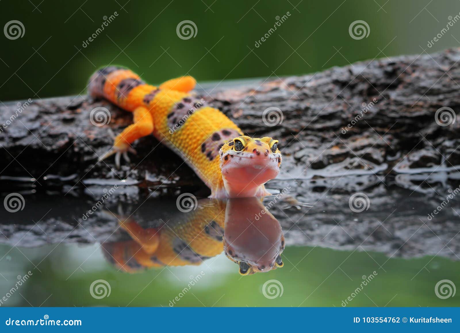 Gecko Lizards Stock Photo 22761498